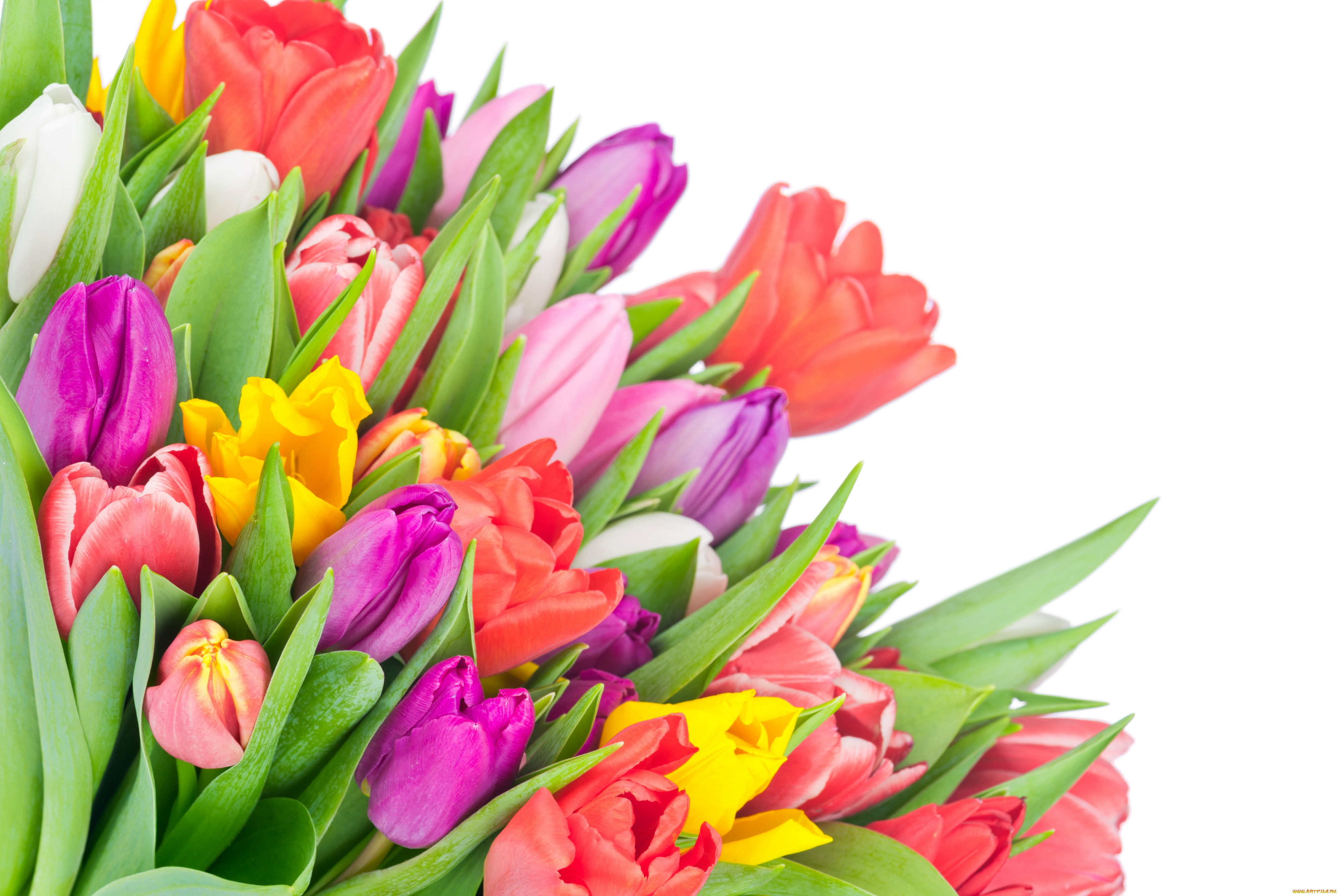 цветы, тюльпаны, colorful, tulips, flowers