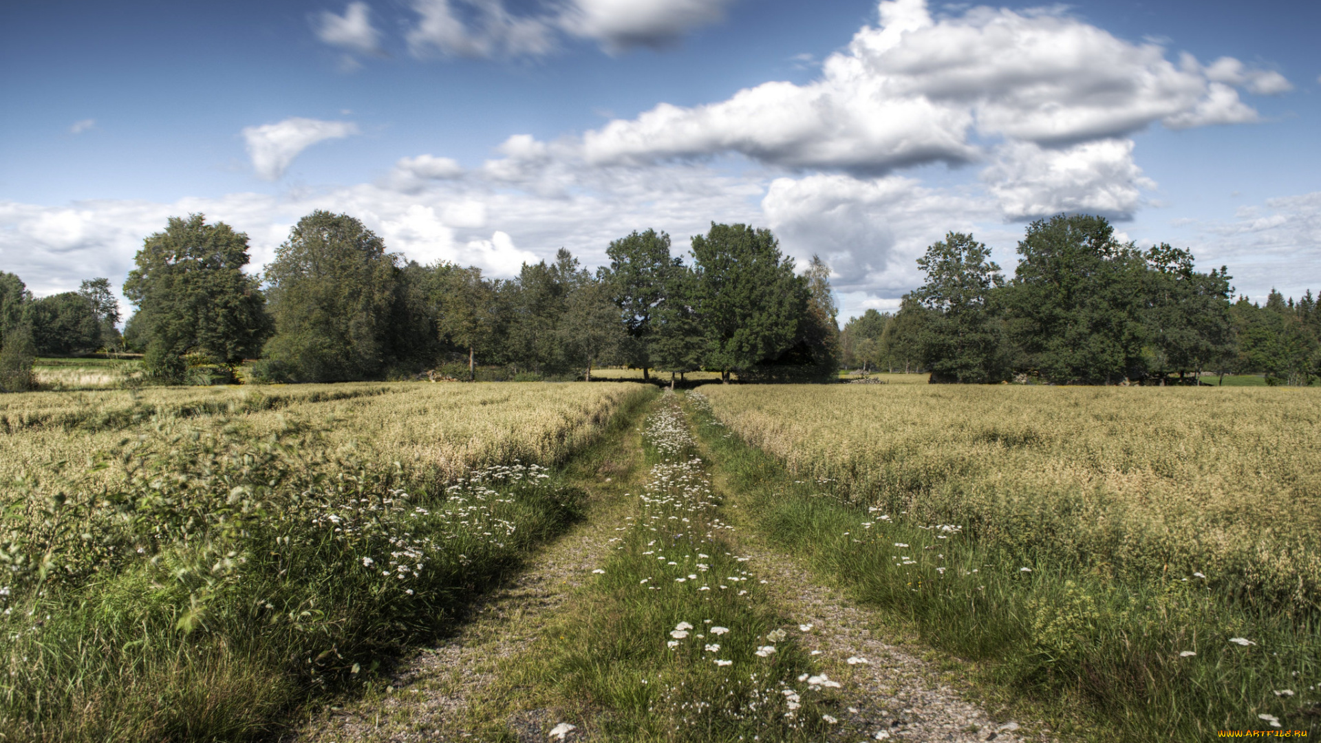 природа, дороги, колея, поле