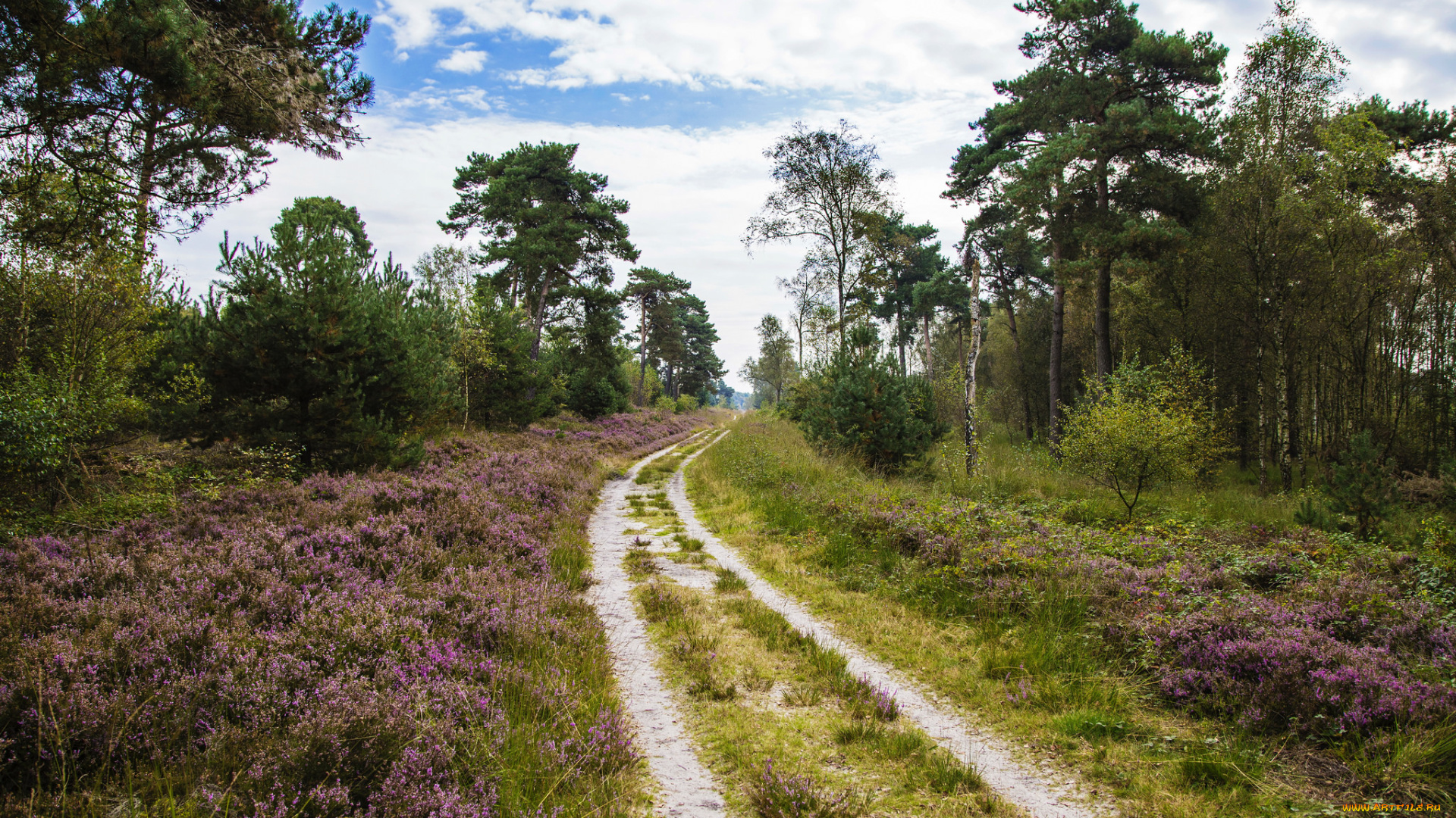 природа, дороги, тракт, лес