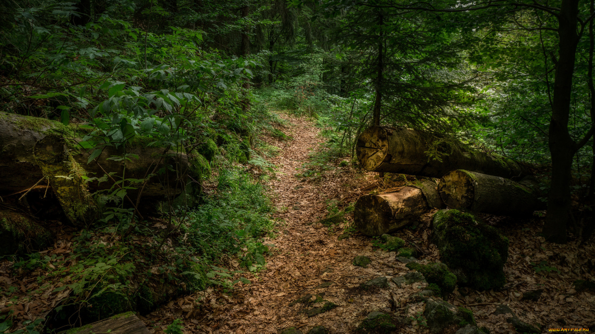 природа, дороги, тропа, лес