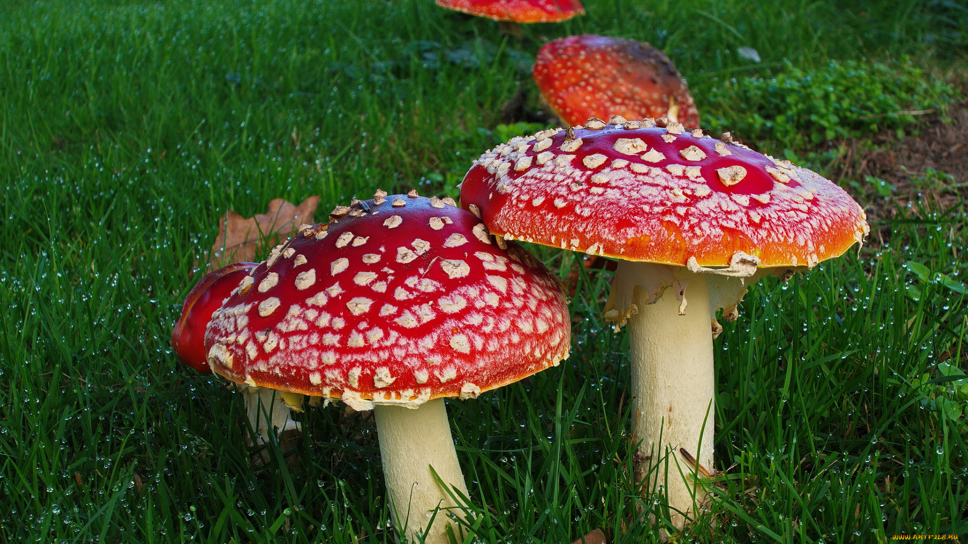 природа, грибы, , мухомор, шляпки, лужайка