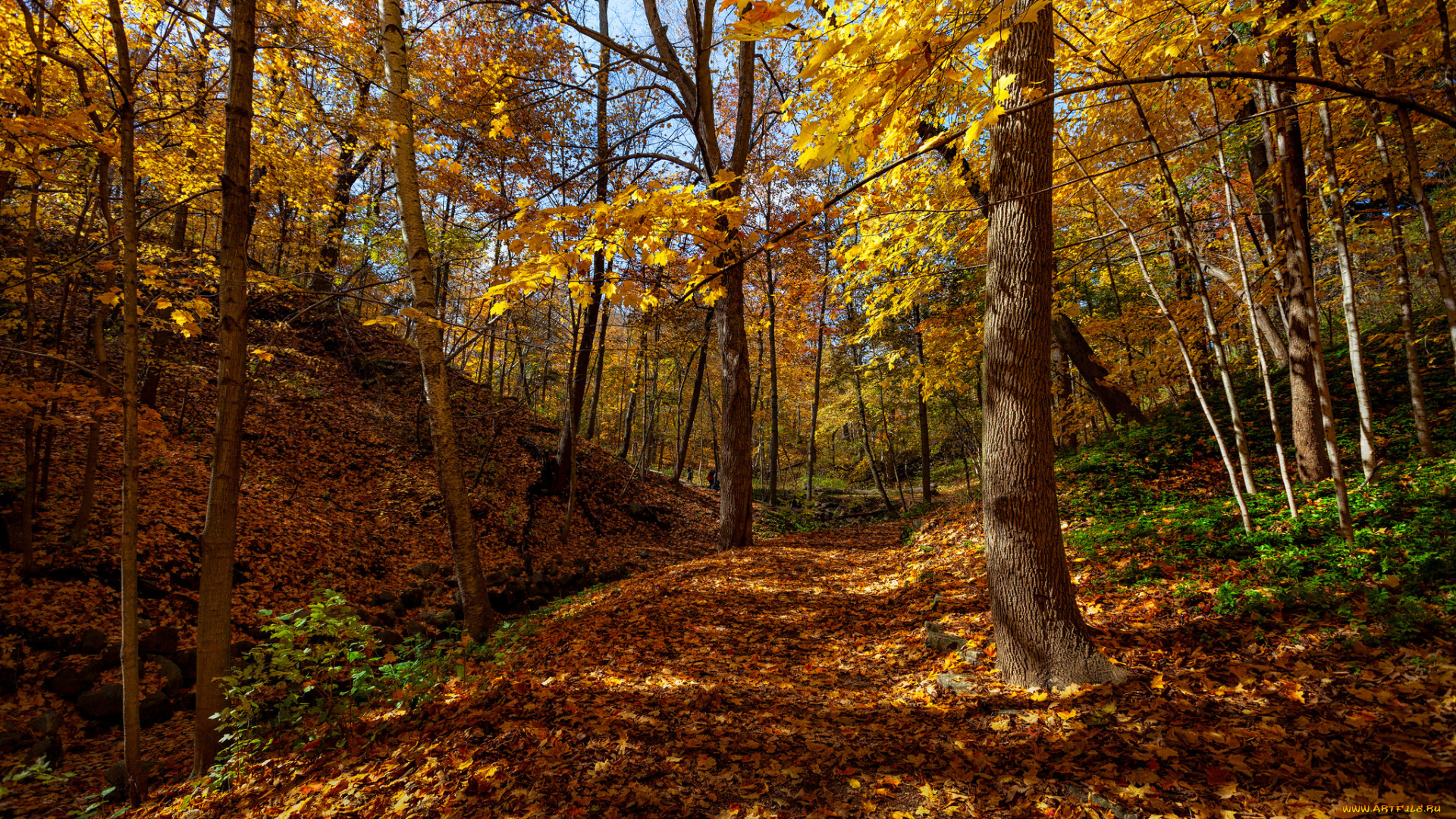 природа, лес, осень