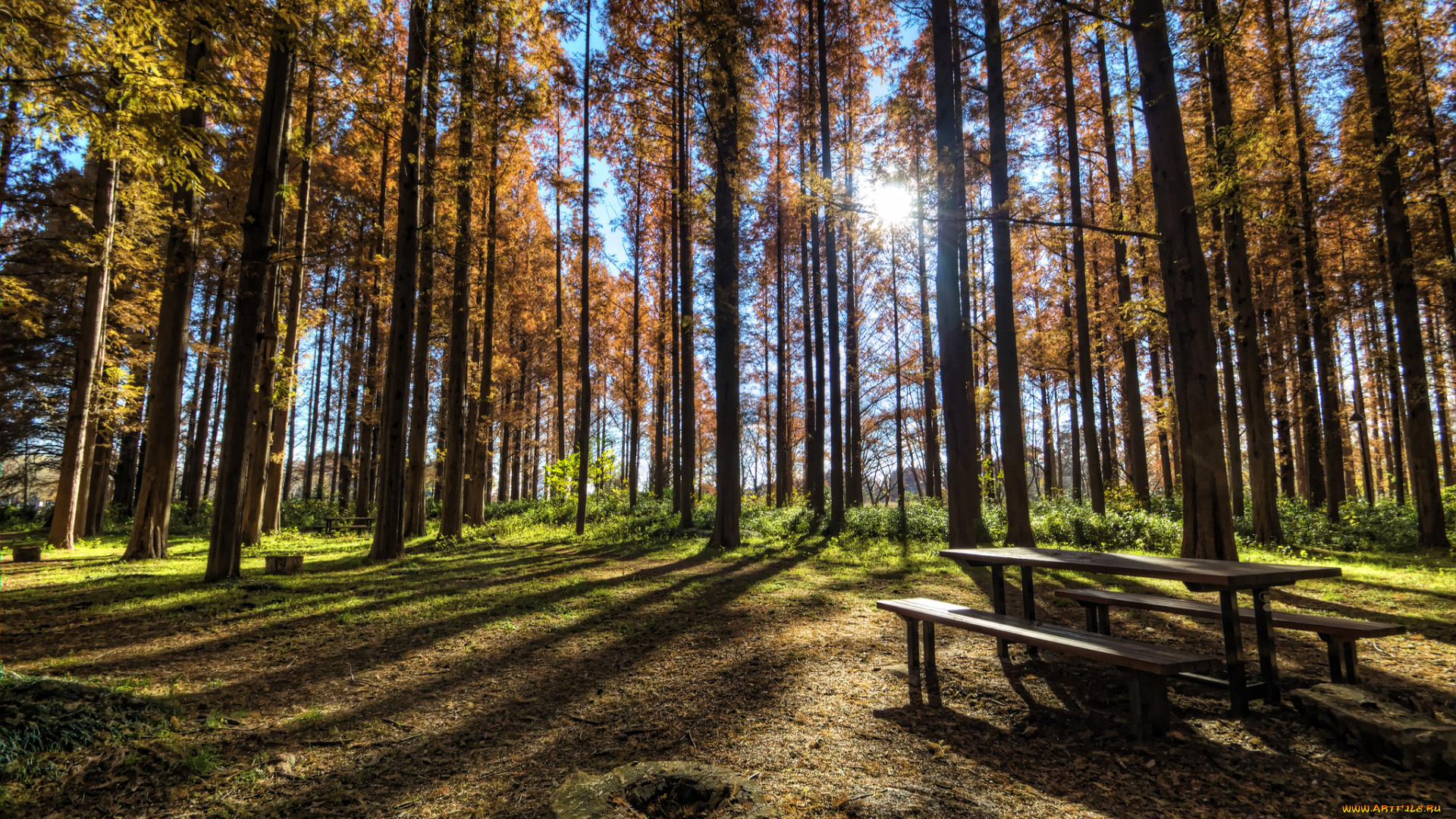 природа, лес, осень