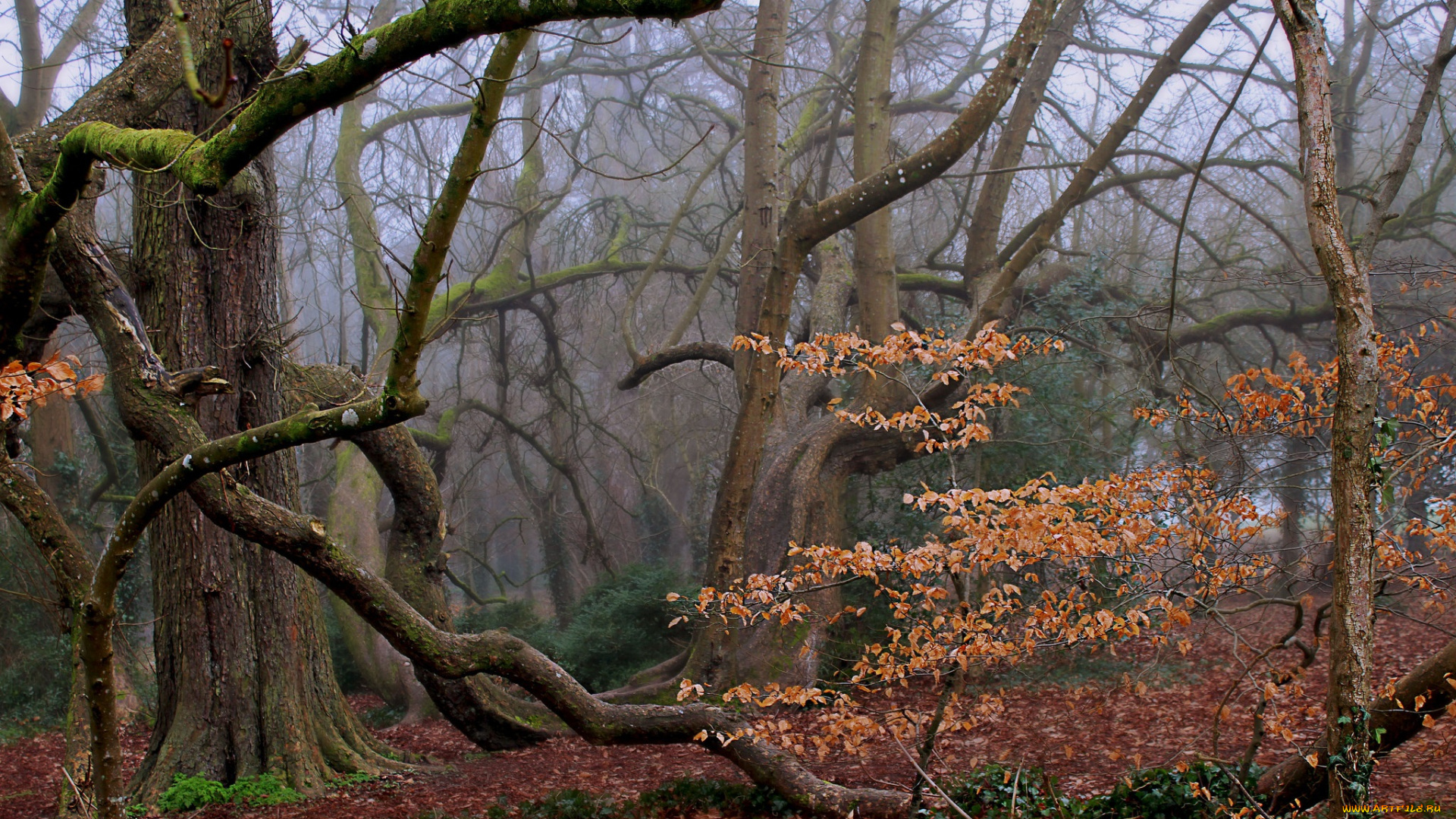 природа, лес, осень