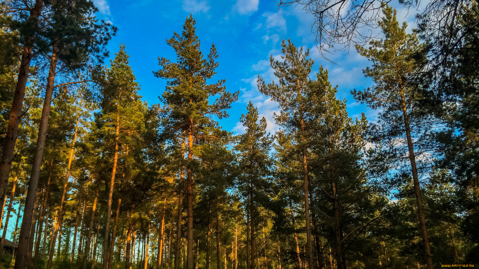 природа, лес, сосны