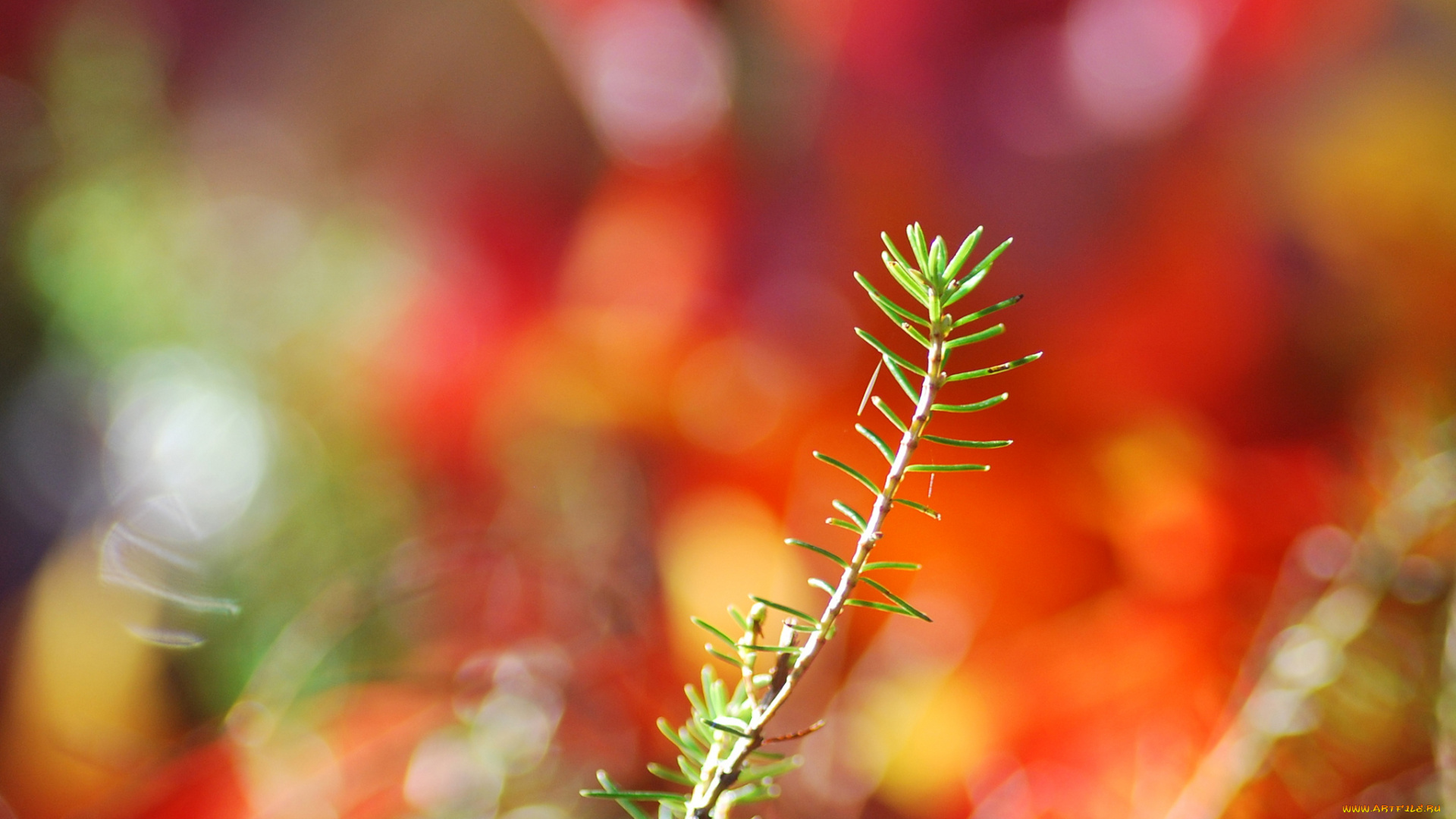 природа, макро, травинка