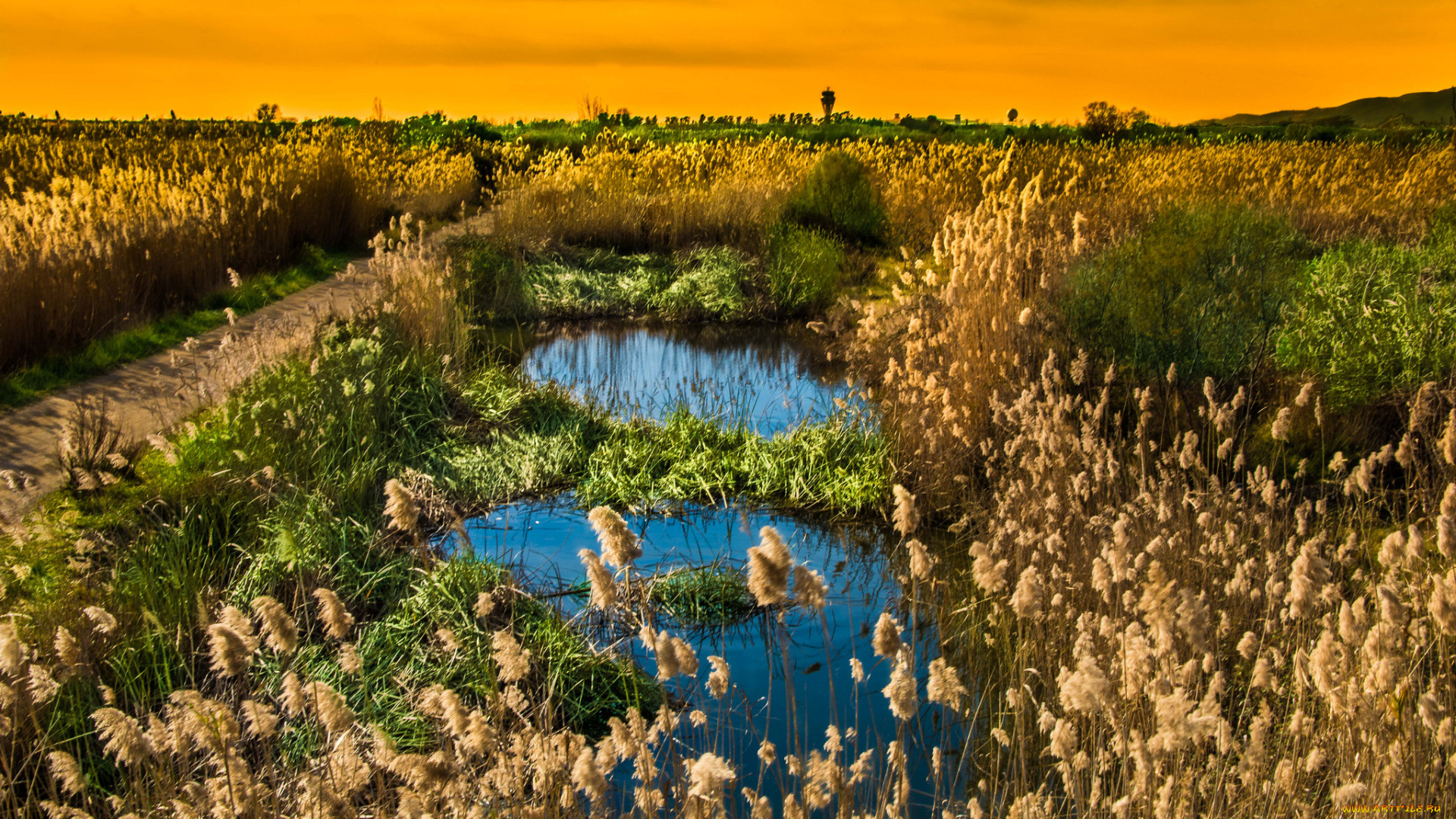 природа, поля, вода, трава, поле
