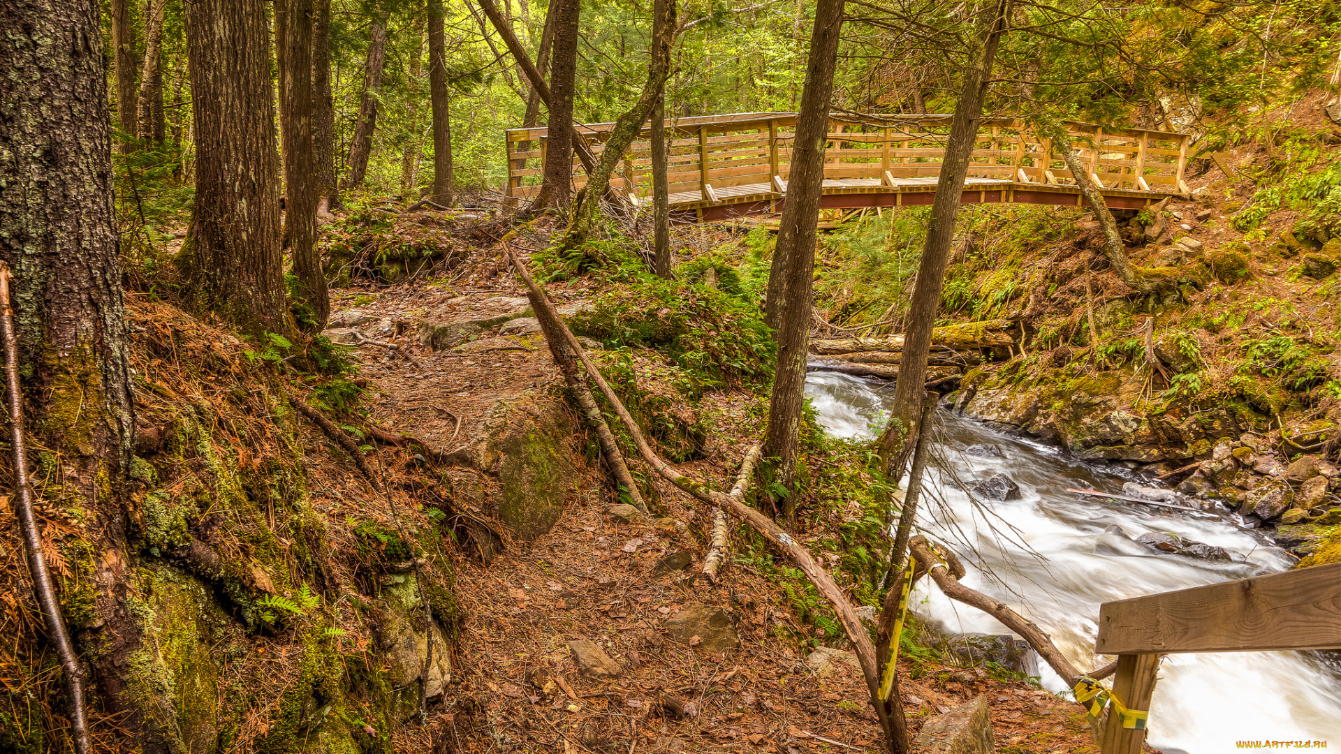 природа, реки, озера, мостик, лес, речка