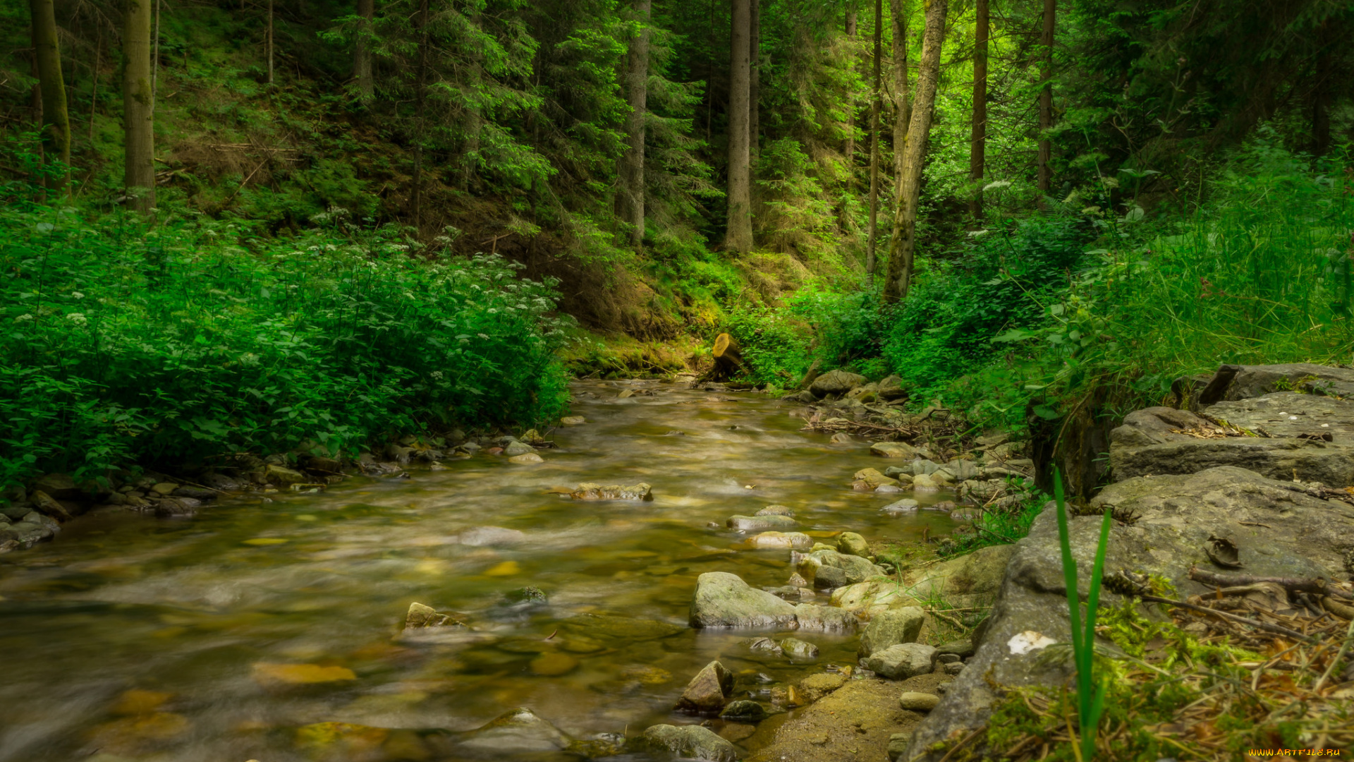 природа, реки, озера, река, лес
