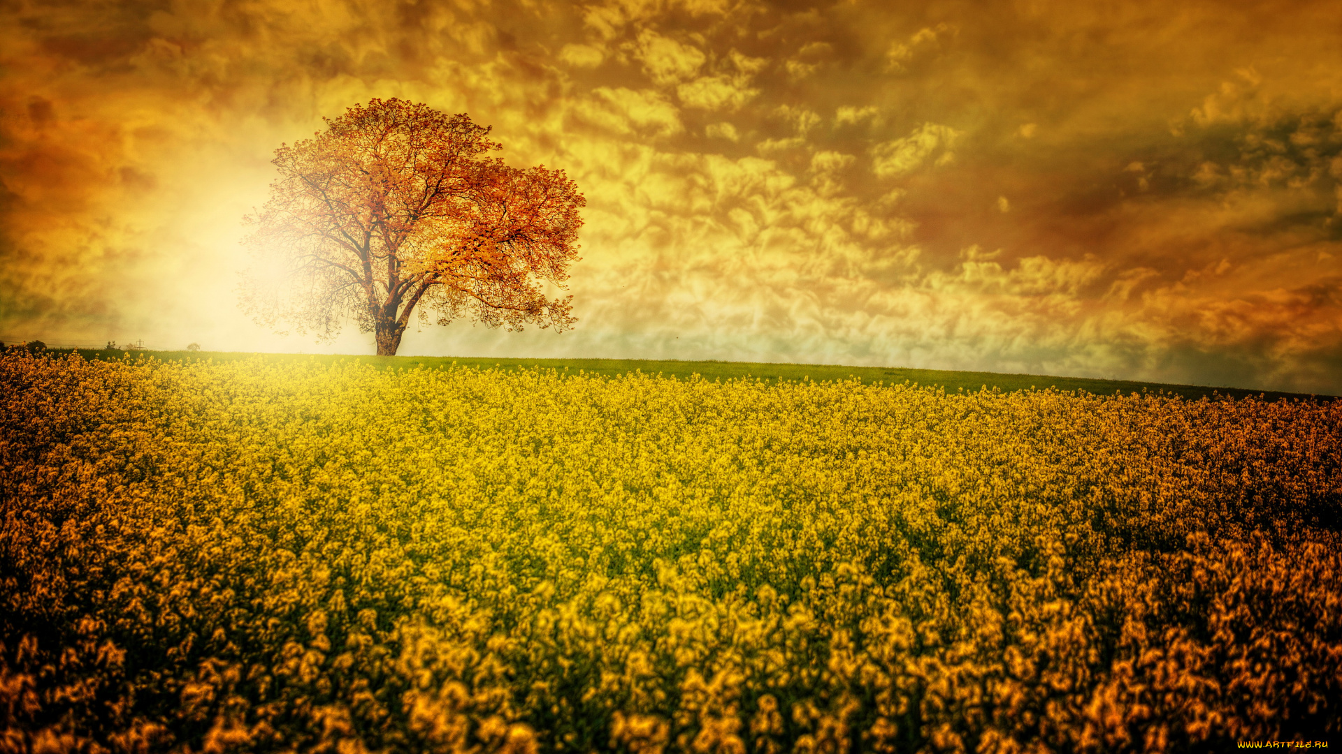 природа, восходы, закаты, поле, пейзаж, дерево, закат, рапс