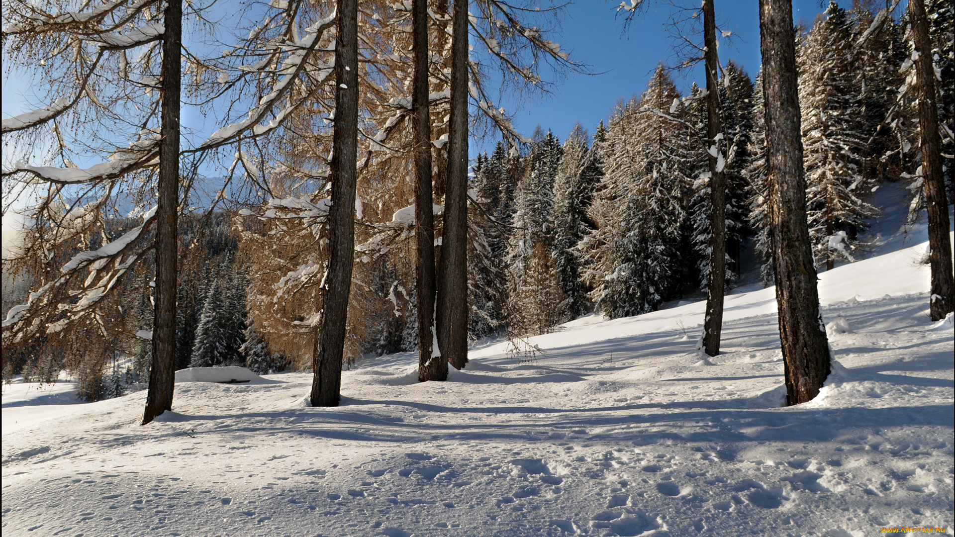 природа, зима, небо, лес, деревья, склон, снег