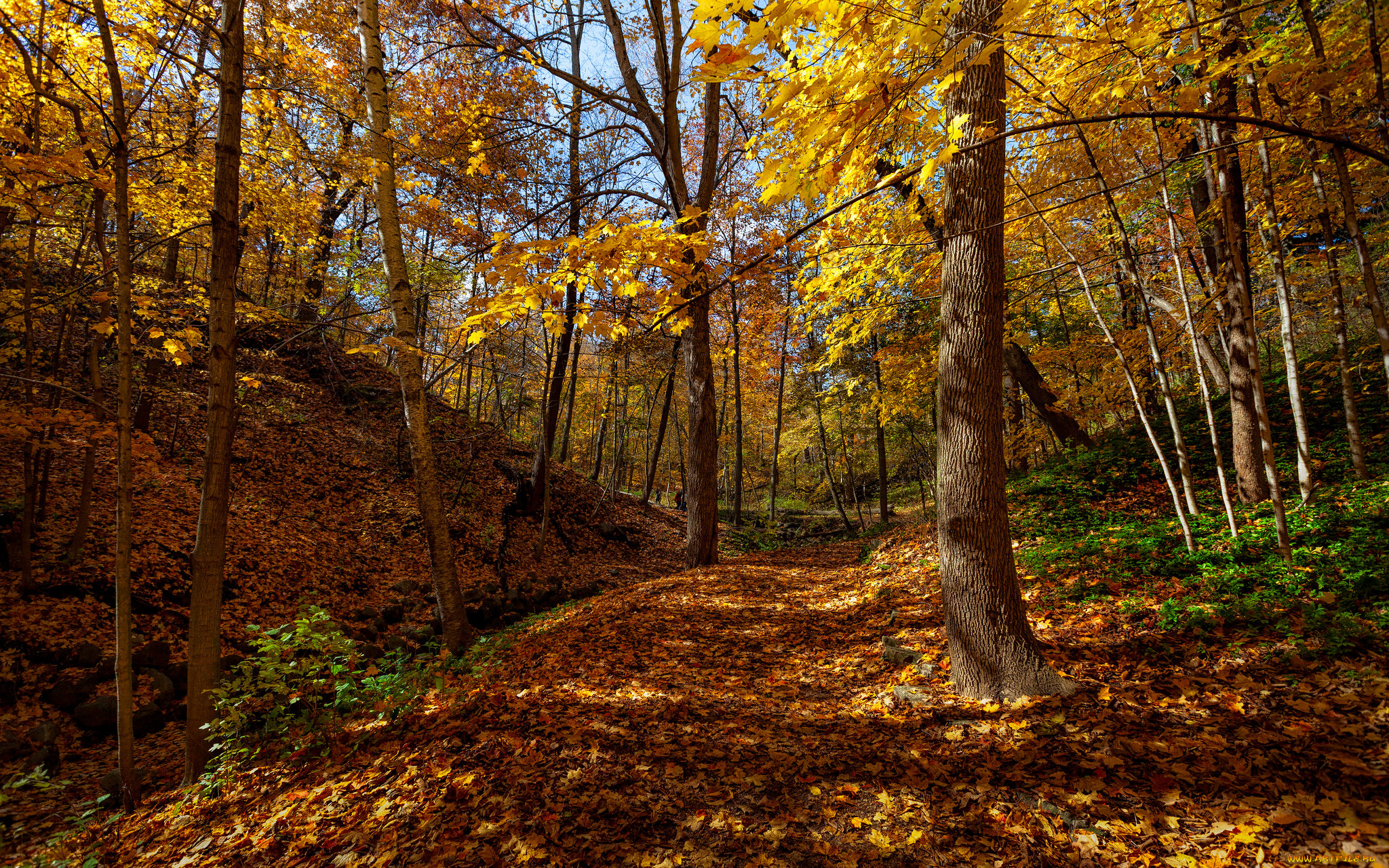 природа, лес, осень