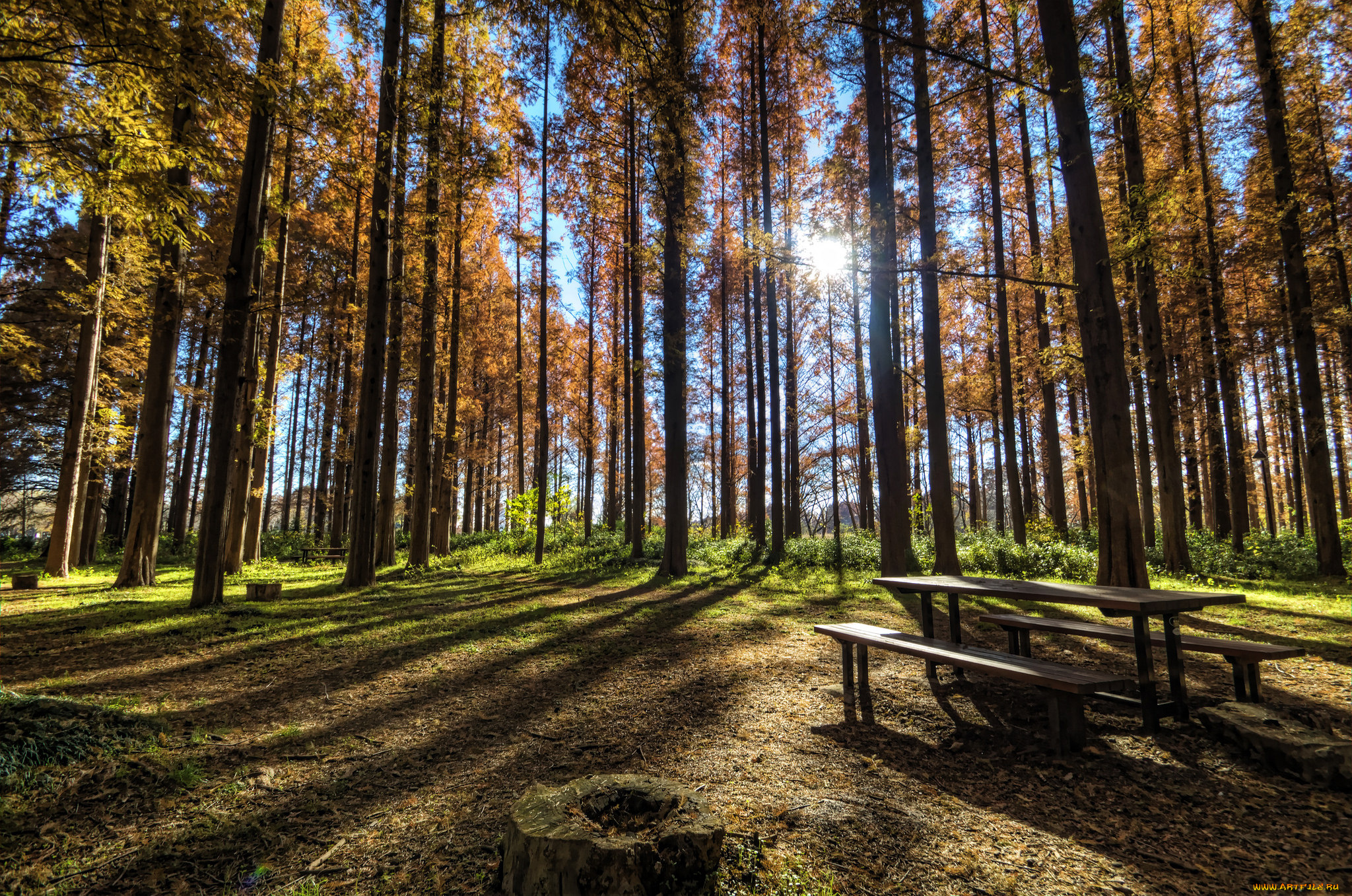 природа, лес, осень