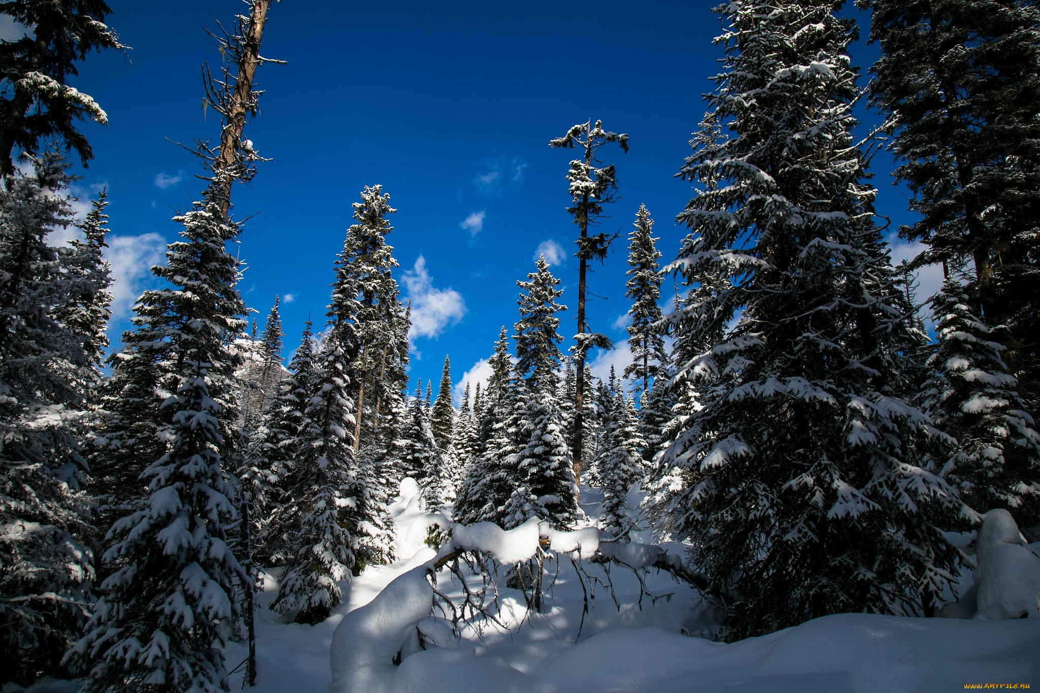 природа, зима, снег, ели
