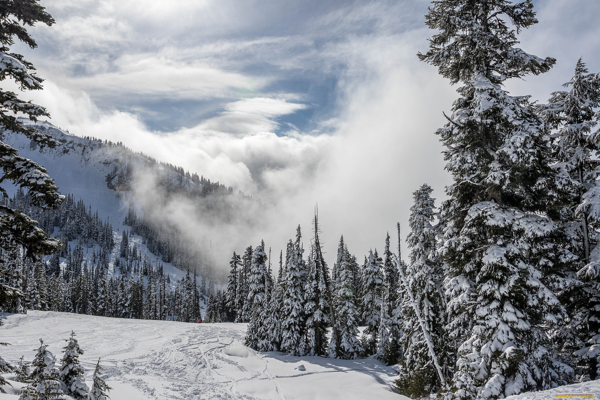 природа, зима, снег, ели, горы