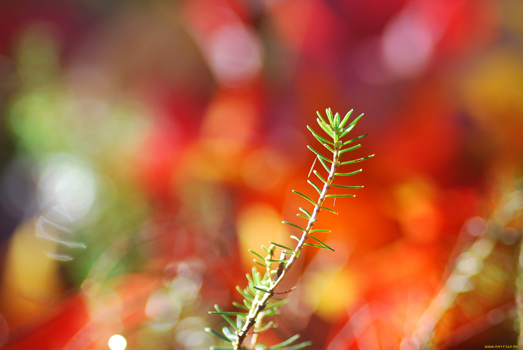 природа, макро, травинка