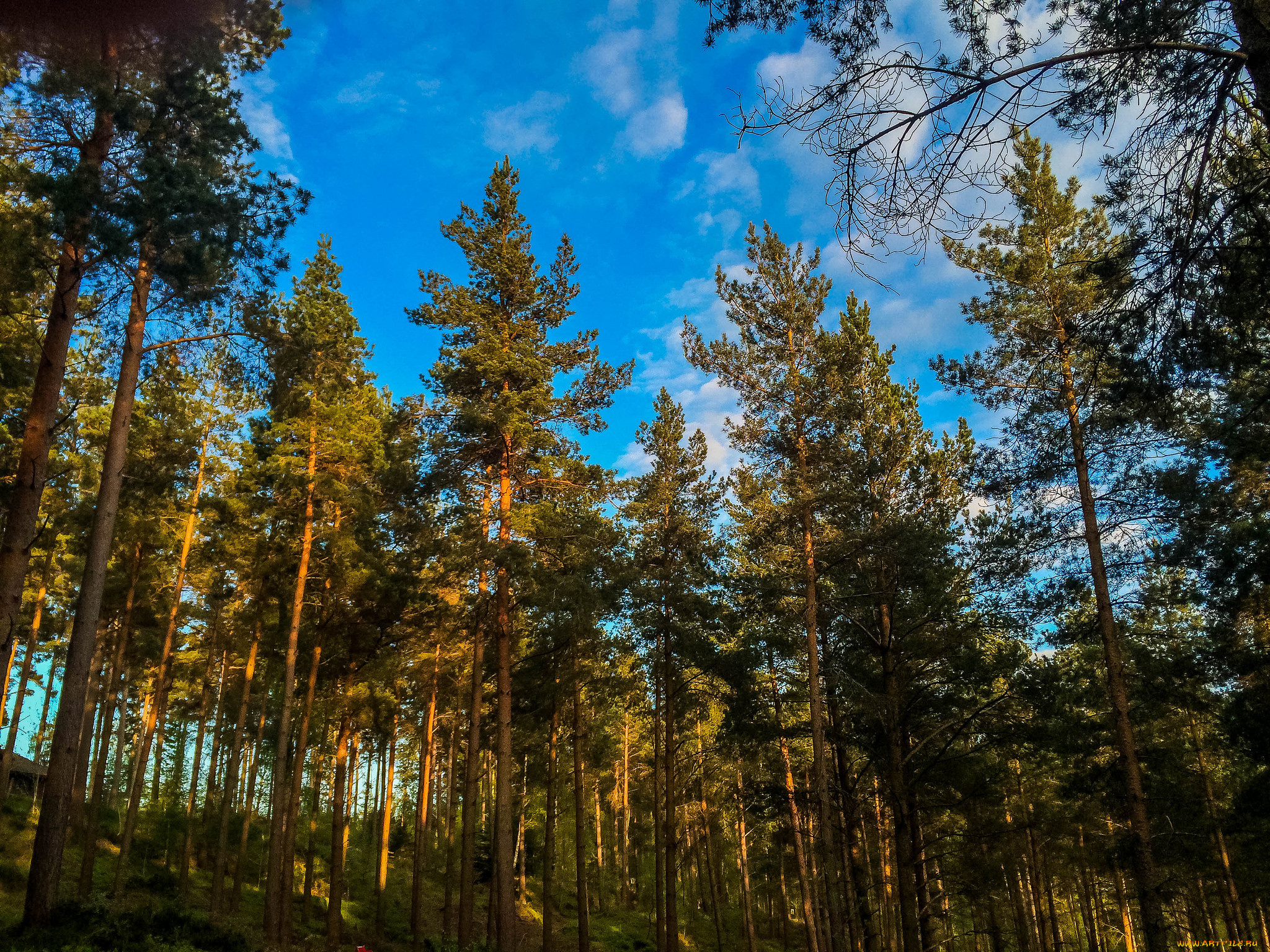 природа, лес, сосны