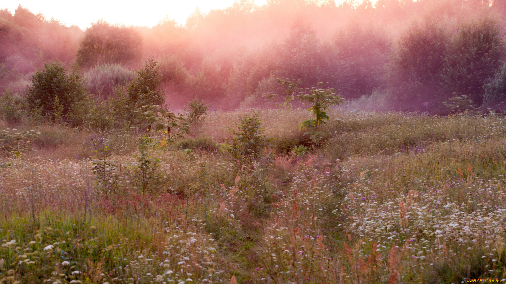 природа, луга, простор