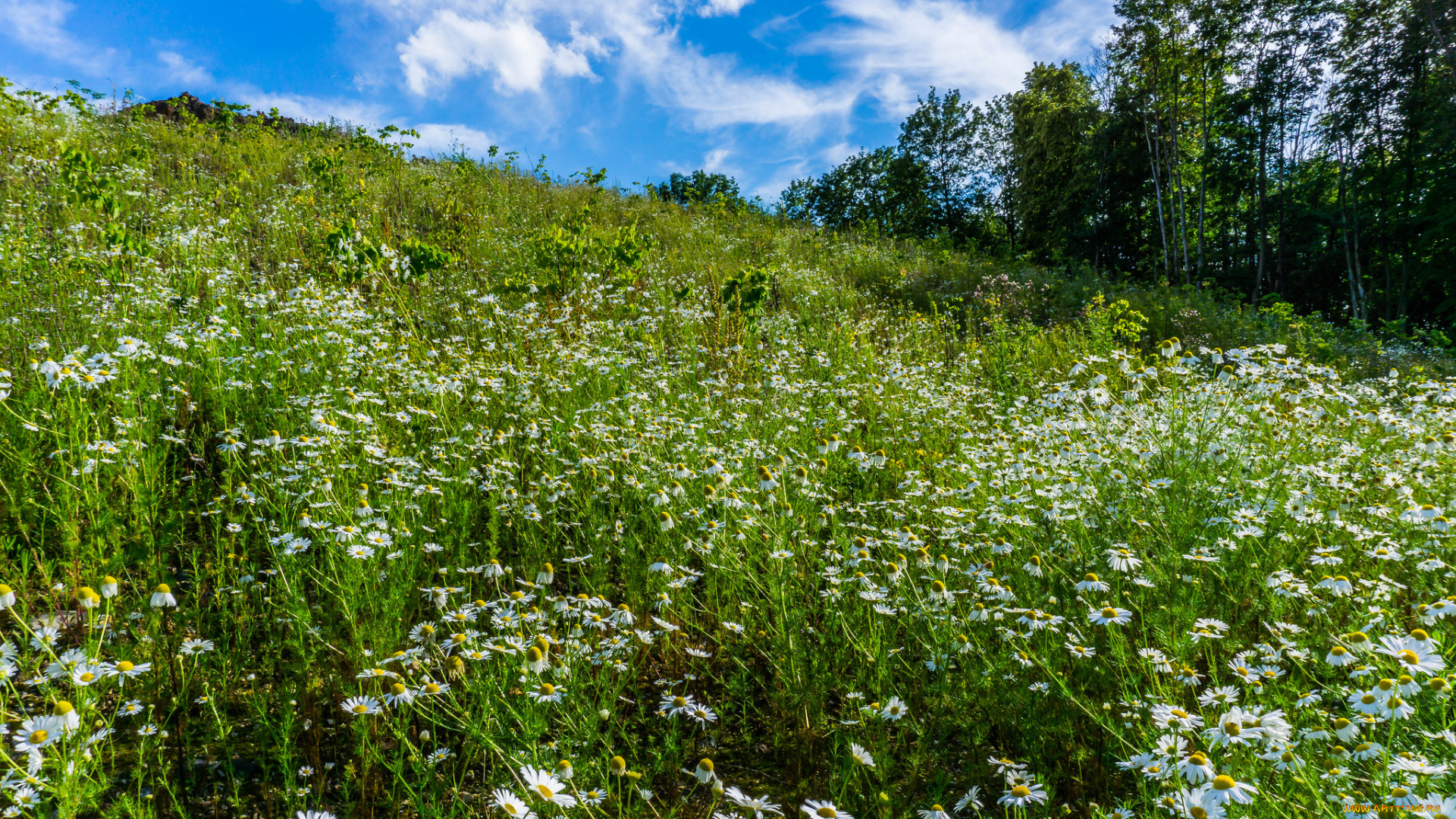природа, луга, простор
