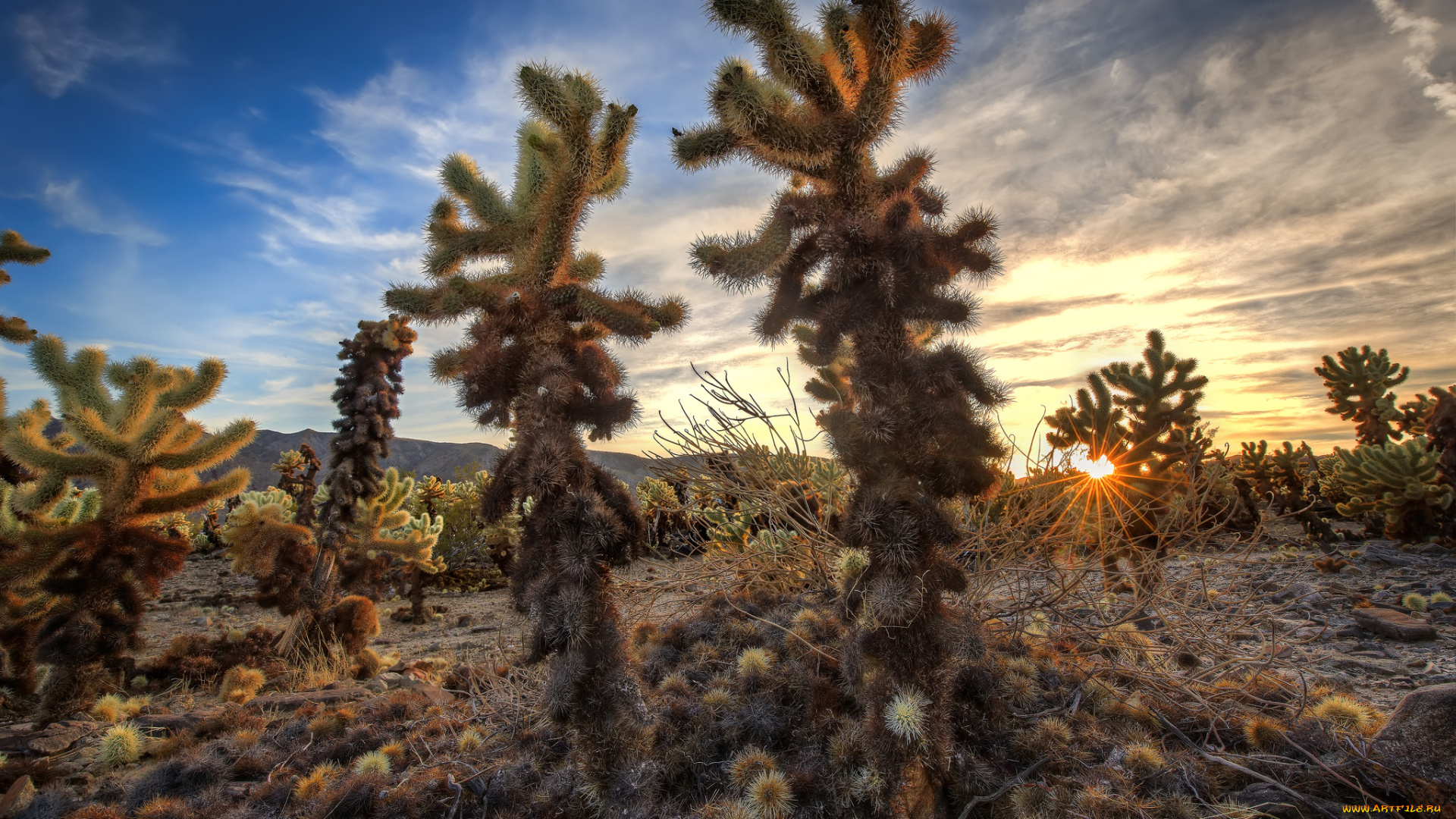 природа, пустыни, простор