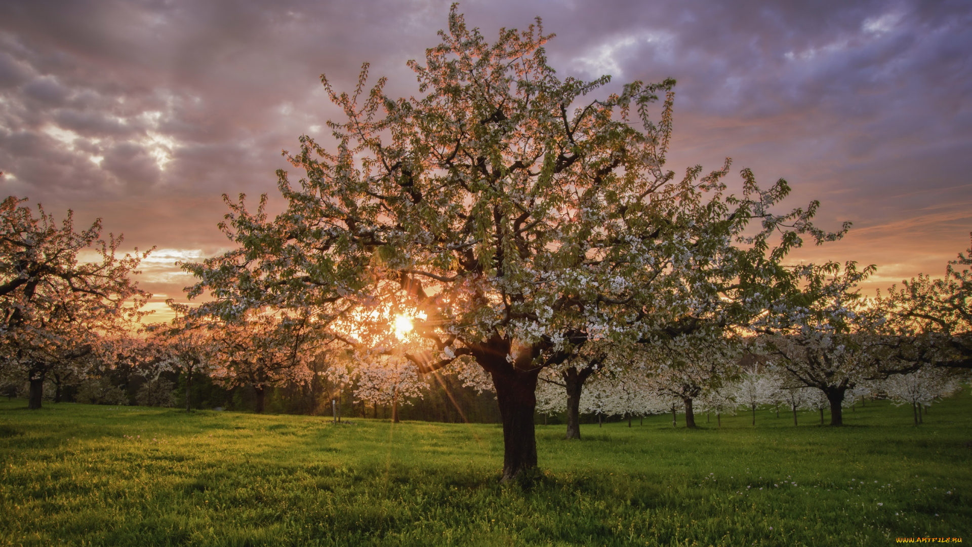 природа, восходы, закаты, закат, весна, сад