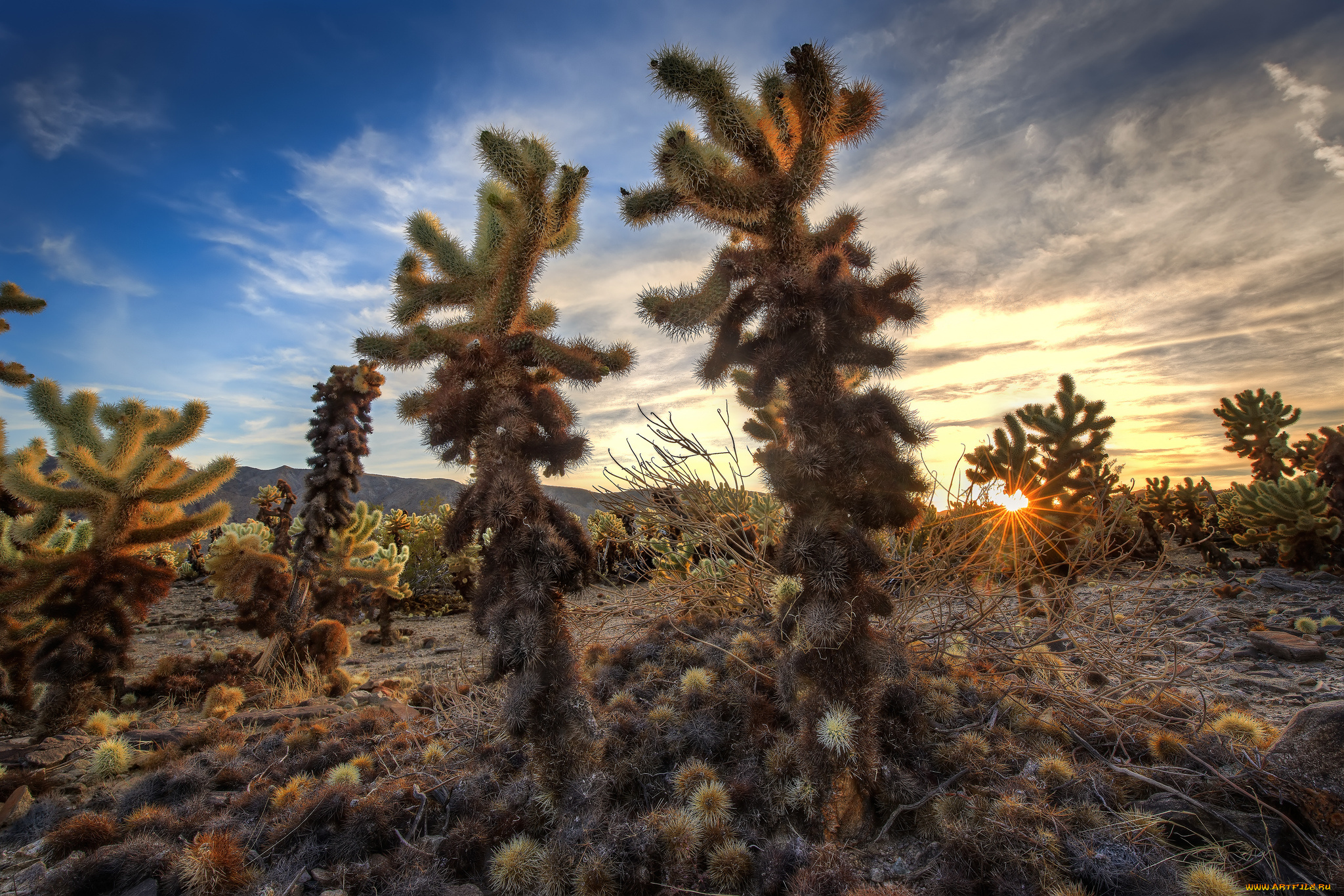 природа, пустыни, простор