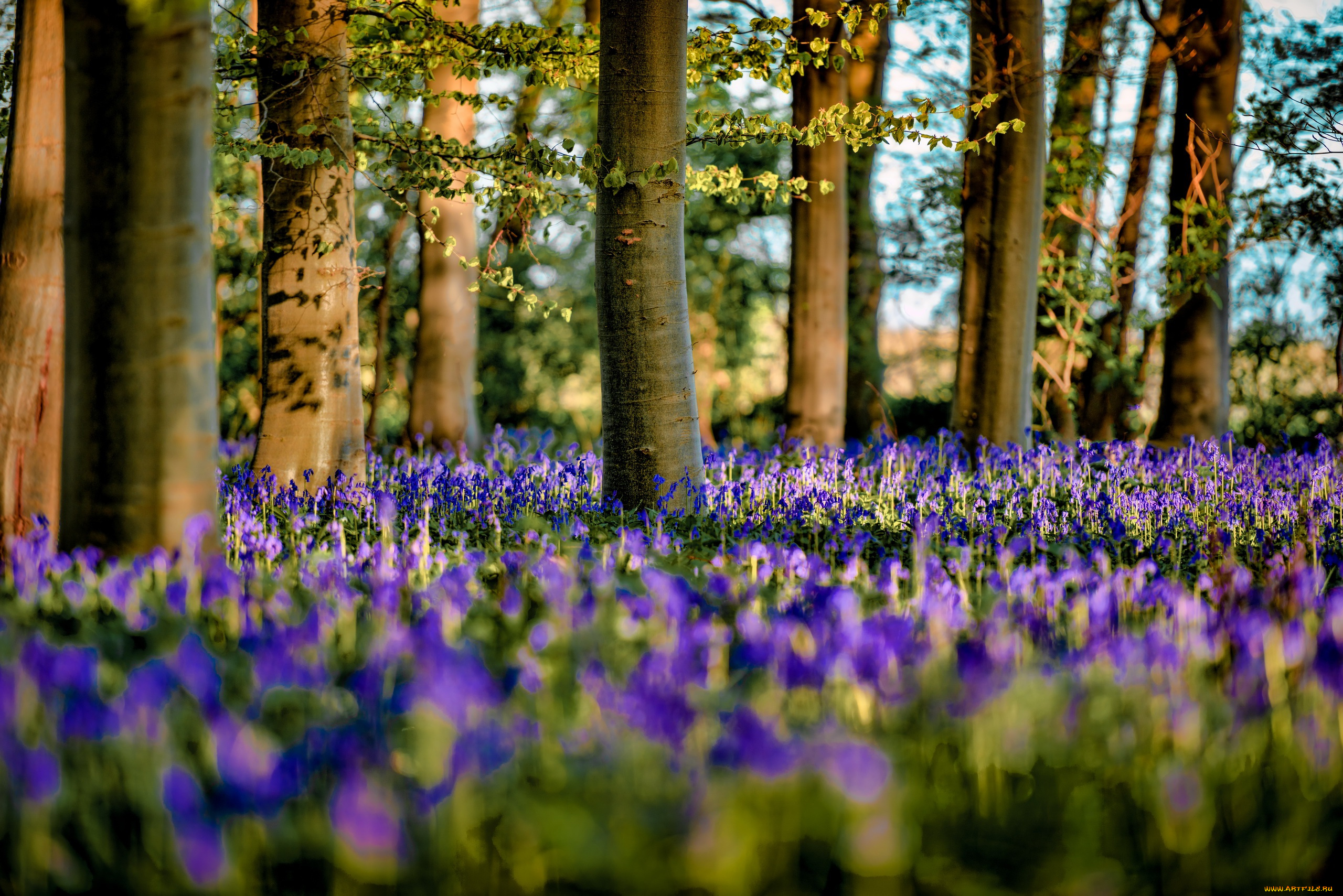 природа, лес, цветы, весна