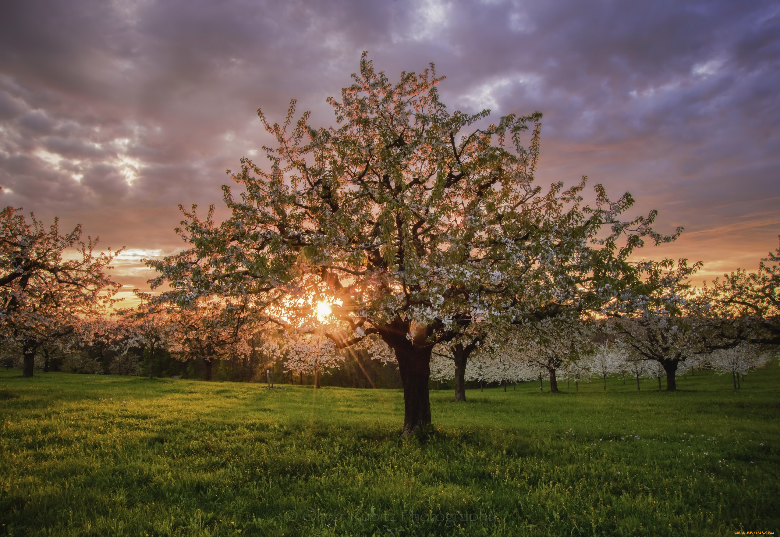 природа, восходы, закаты, закат, весна, сад