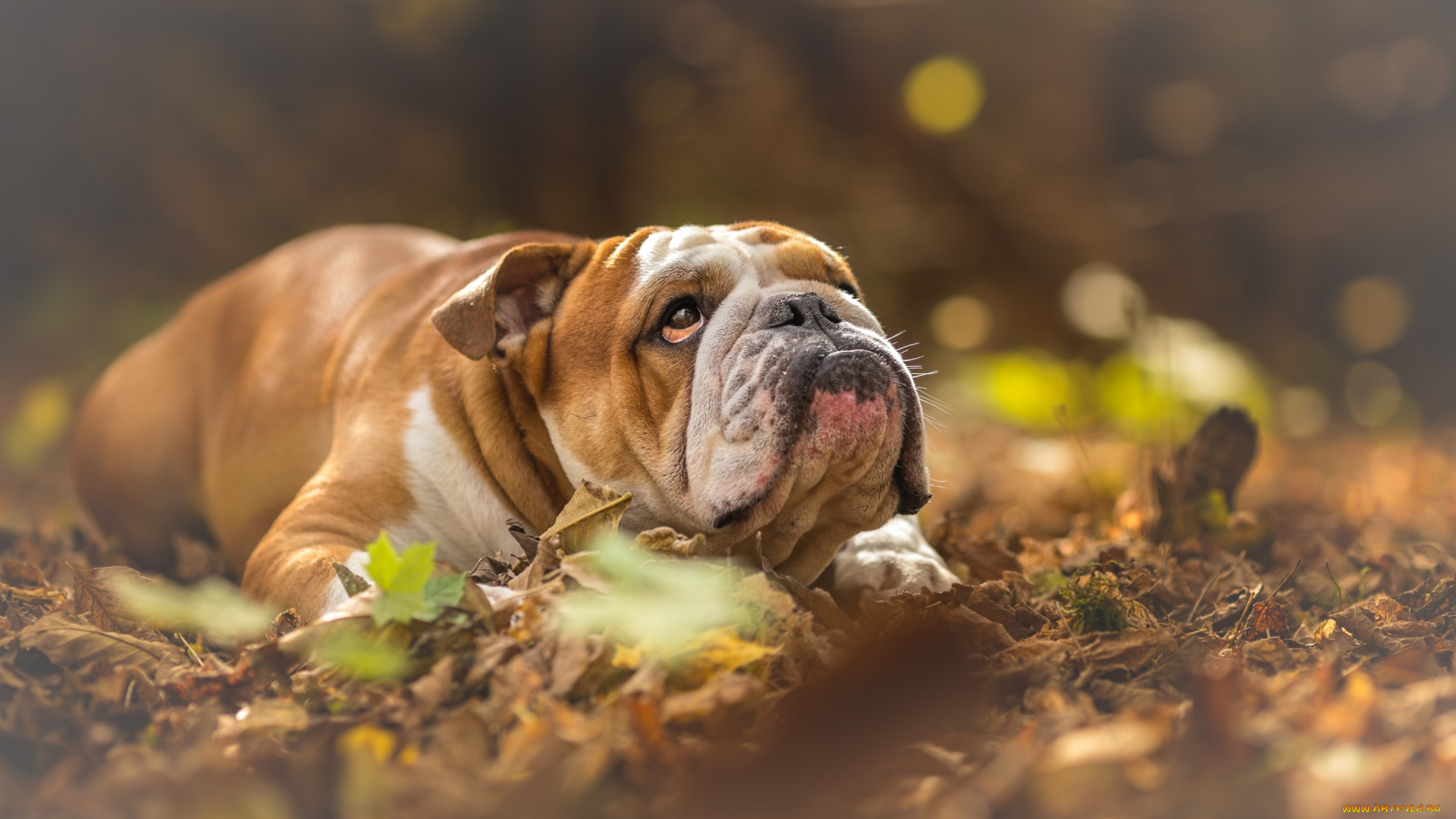 английский, бульдог, животные, собаки, brown, dog, английский, бульдог, english, bulldog, pets, bulldogs, yellow, dry, leaves, домашние