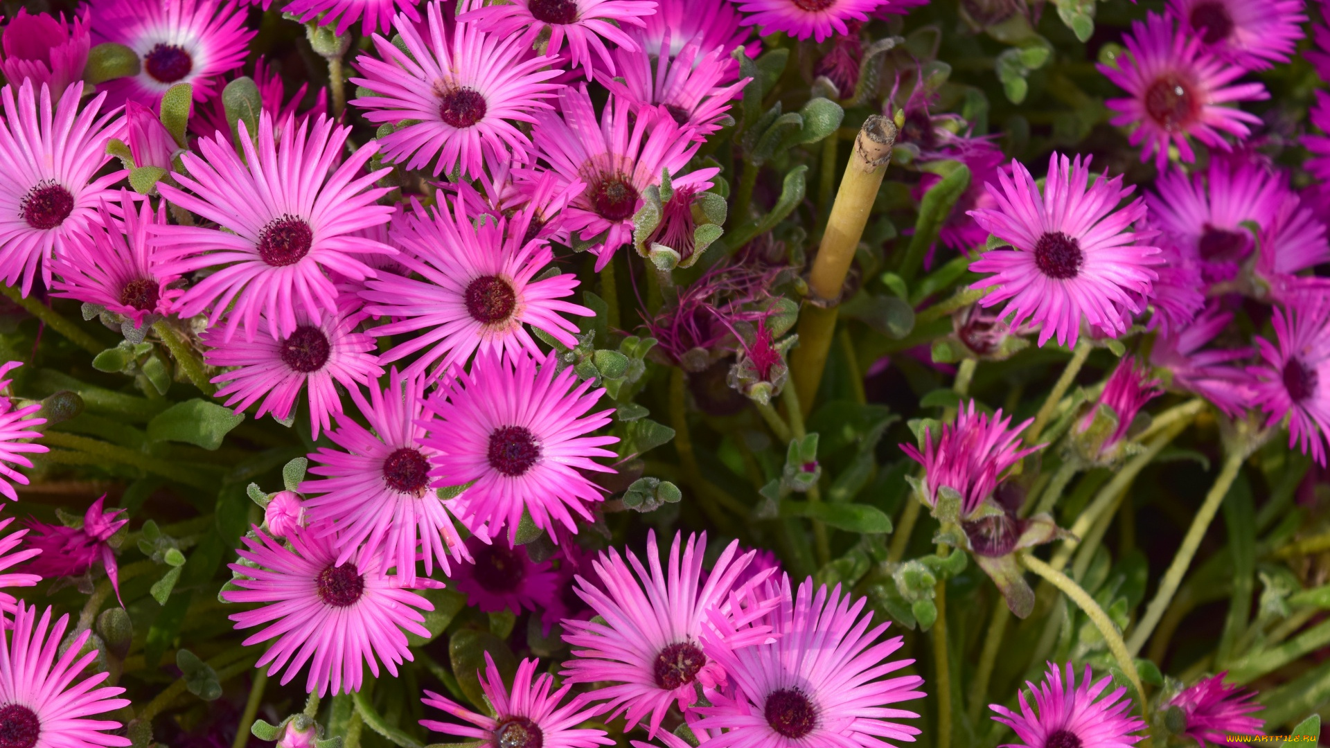 цветы, аизовые, розовый