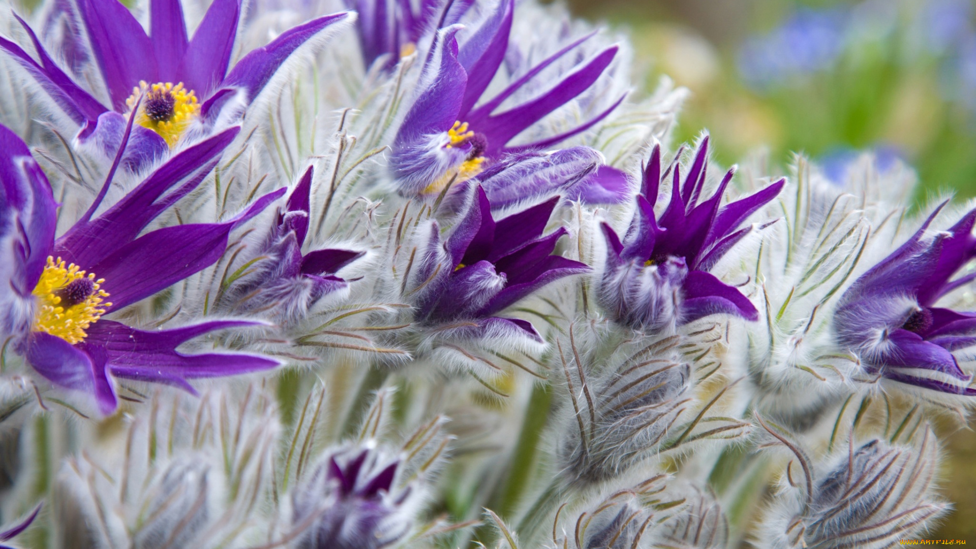 цветы, анемоны, , сон-трава, сон-трава