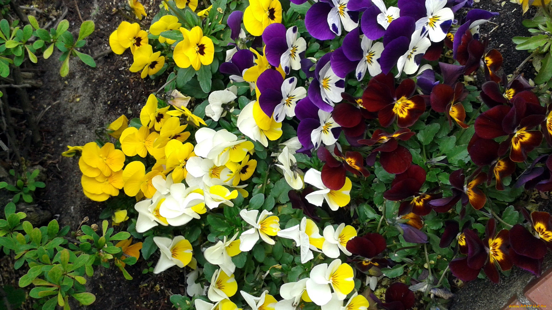 цветы, анютины, глазки, , садовые, фиалки, разноцветные