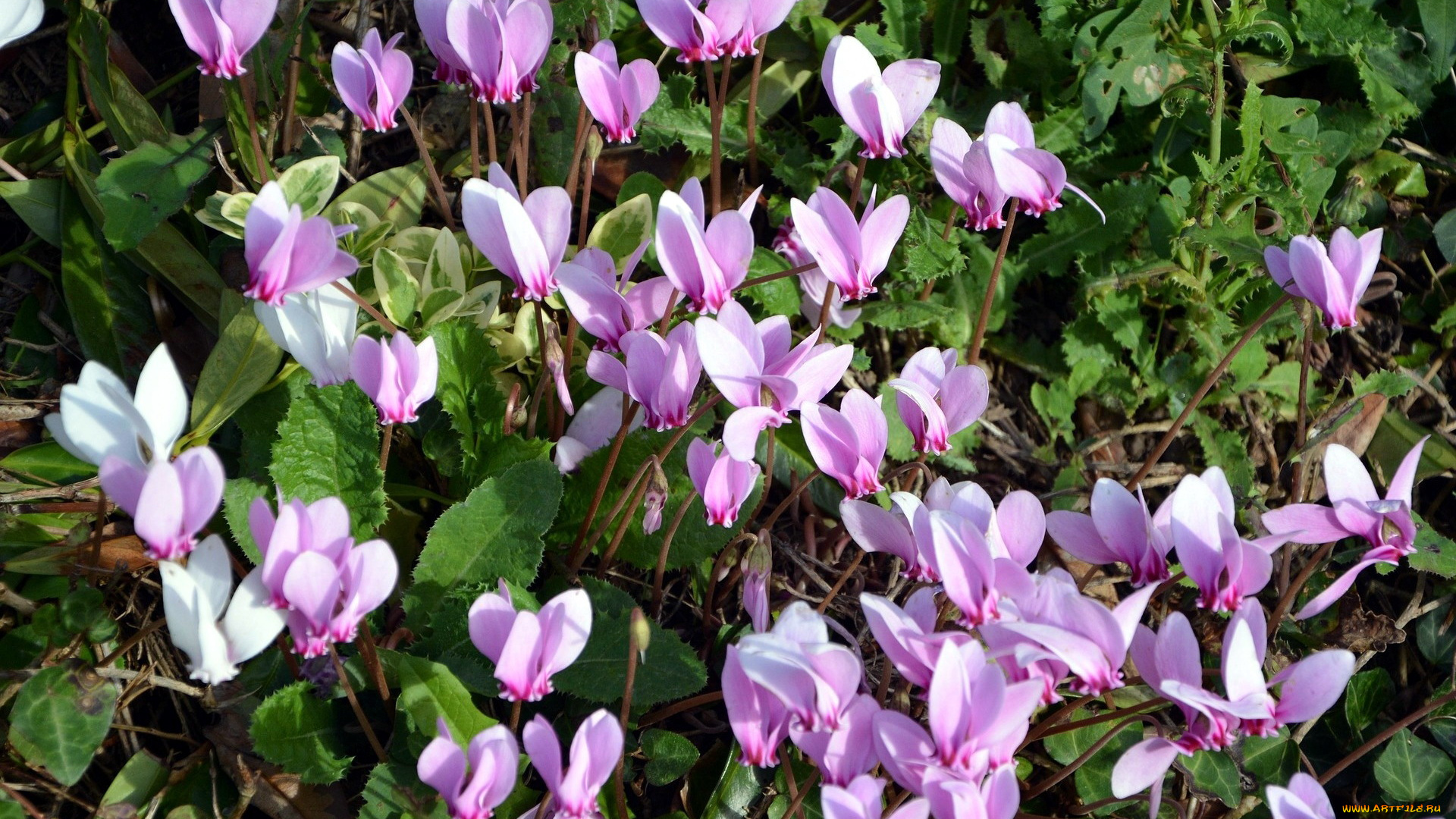цветы, цикламены, много