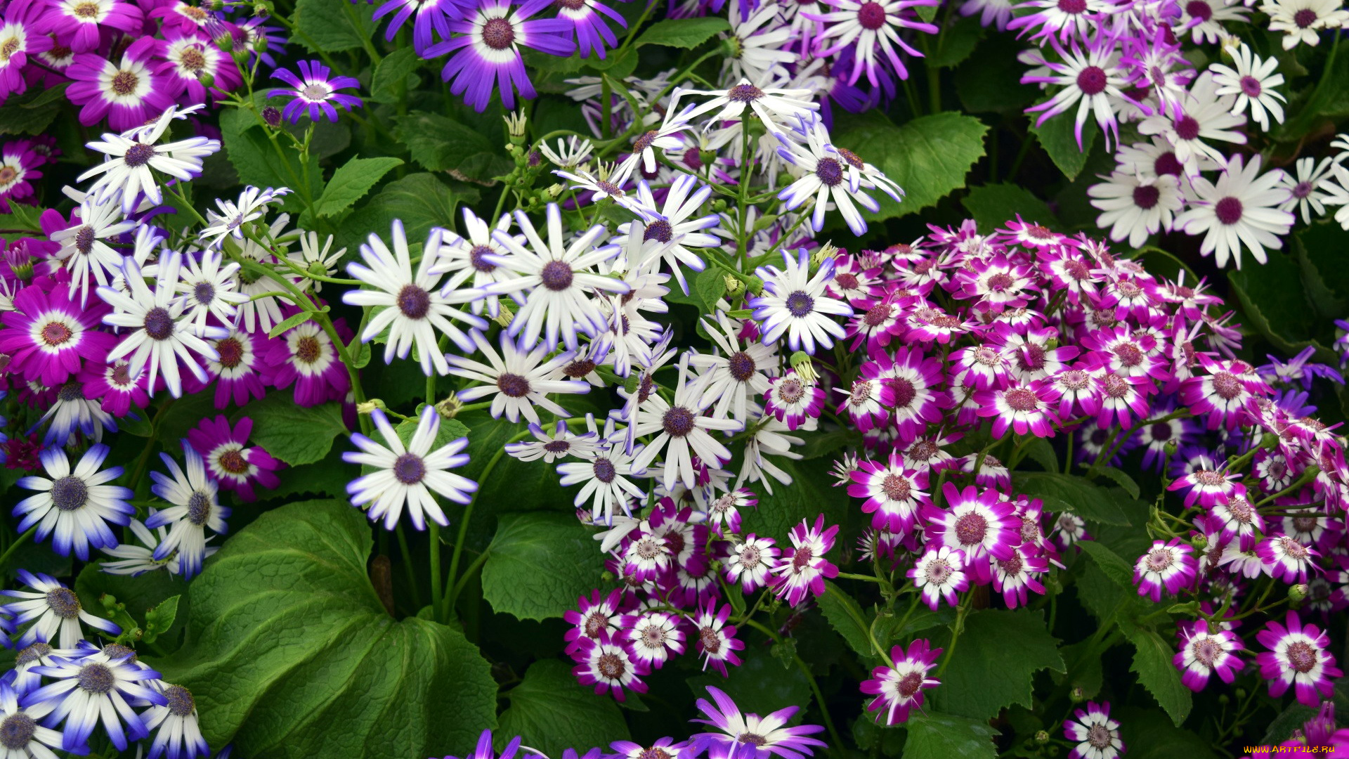 цветы, цинерария, разноцветные