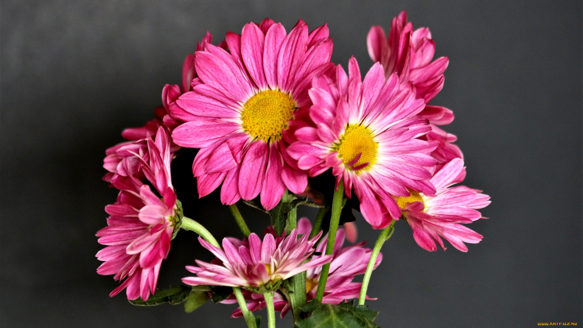 цветы, хризантемы, розовый