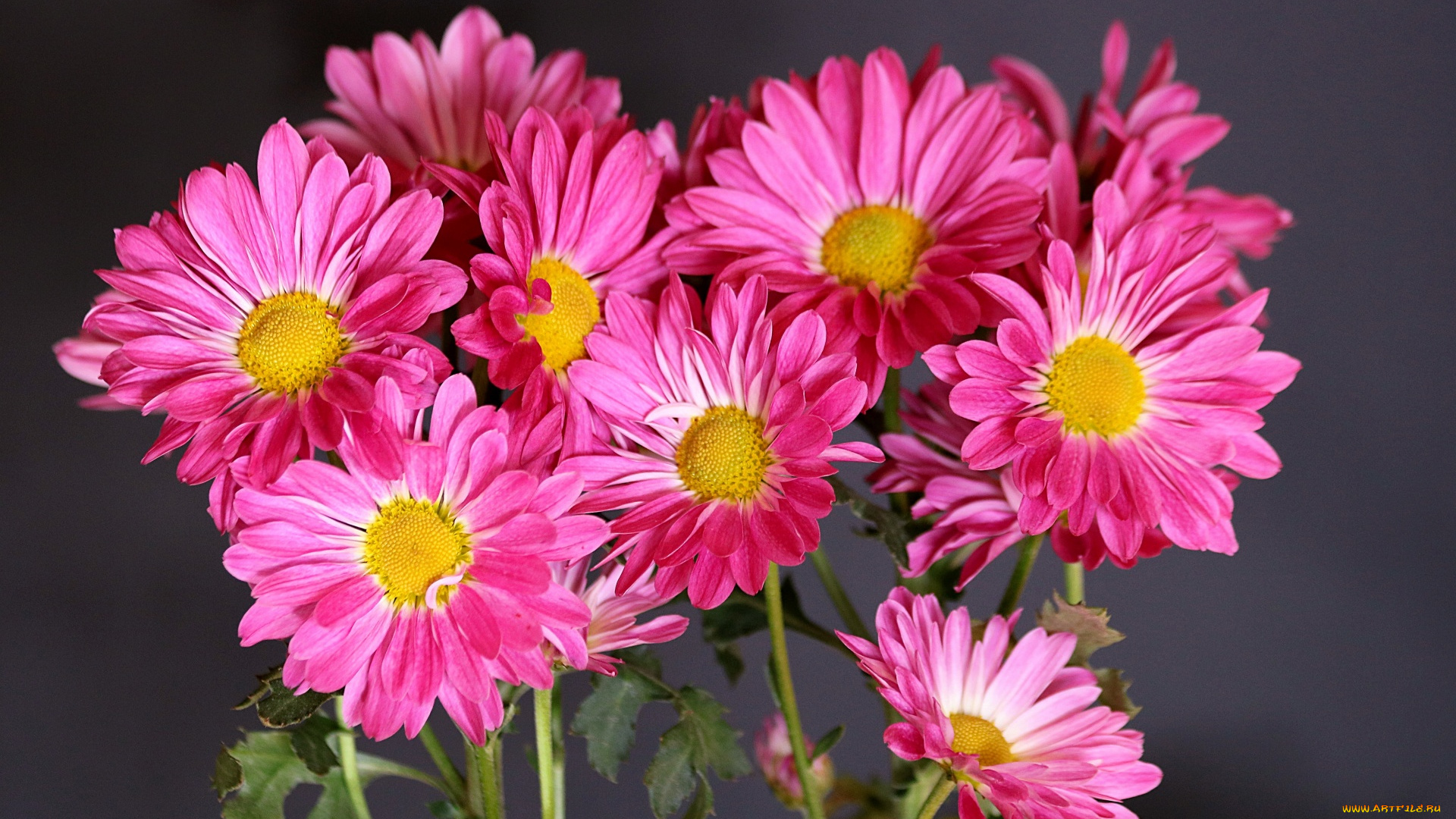 цветы, хризантемы, розовый