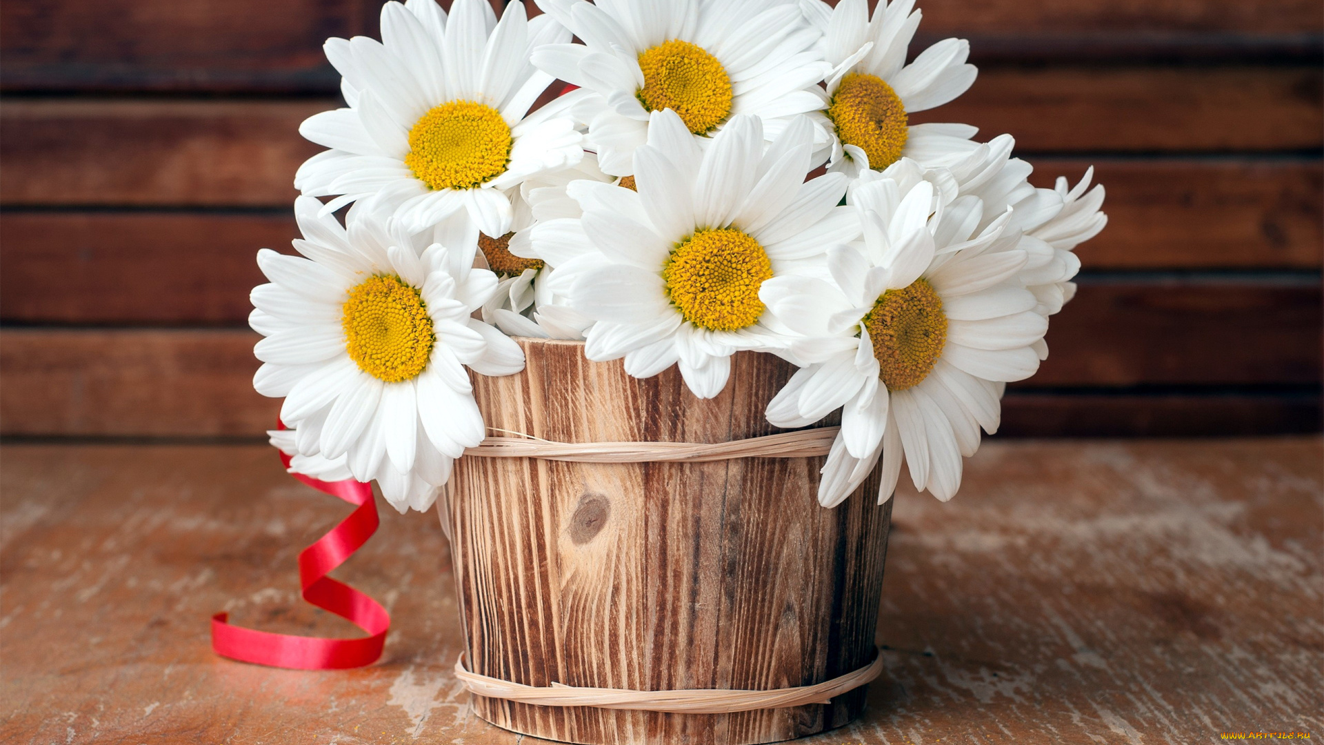 цветы, ромашки, белый