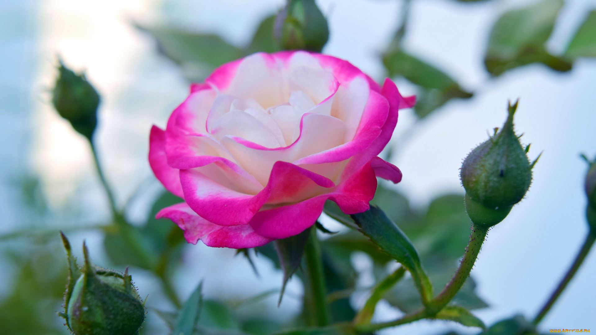 цветы, розы, бутон