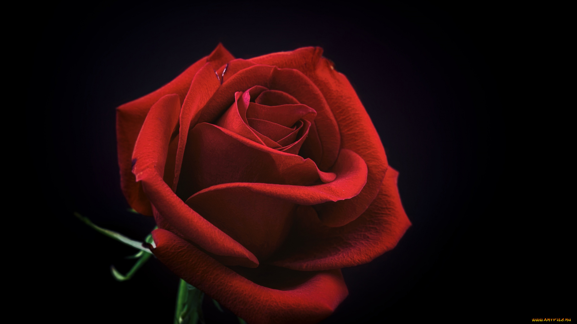 цветы, розы, бутон