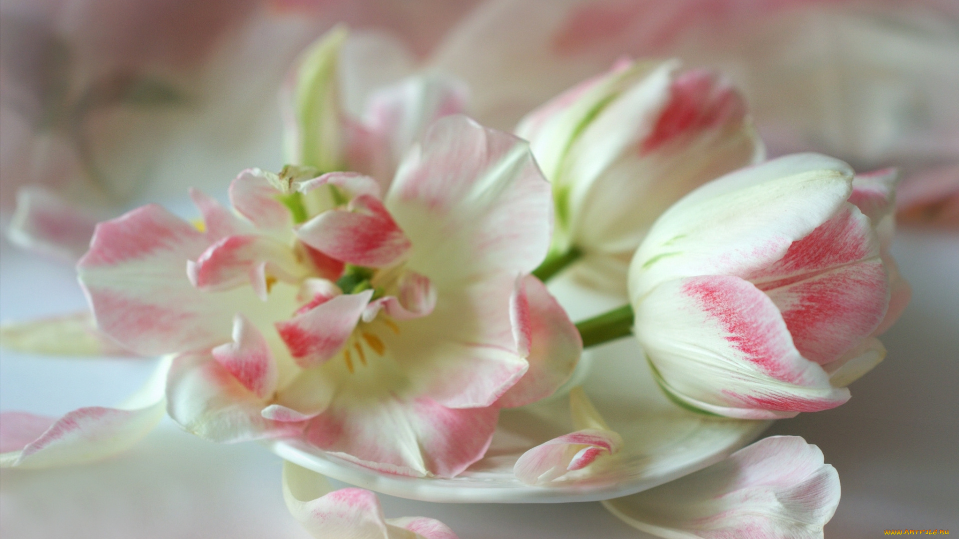 цветы, тюльпаны, нежность