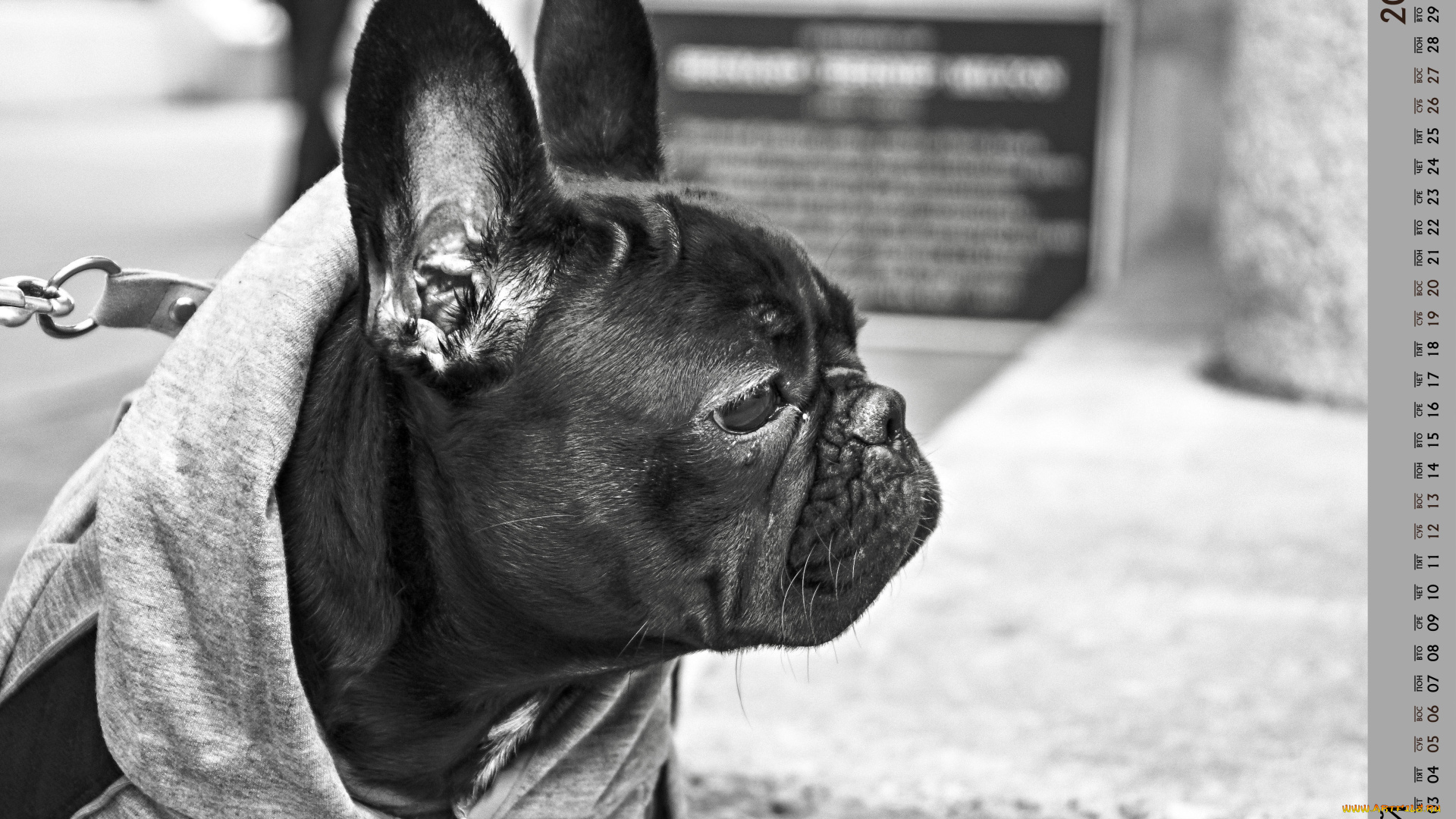 календари, животные, взгляд, собака, морда, профиль