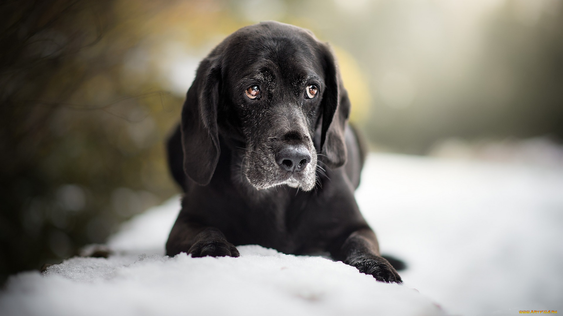 лабрадор, животные, собаки, черный, собака, ретривер, black, puppy, retriever, small, dog, labrador, cute, animals