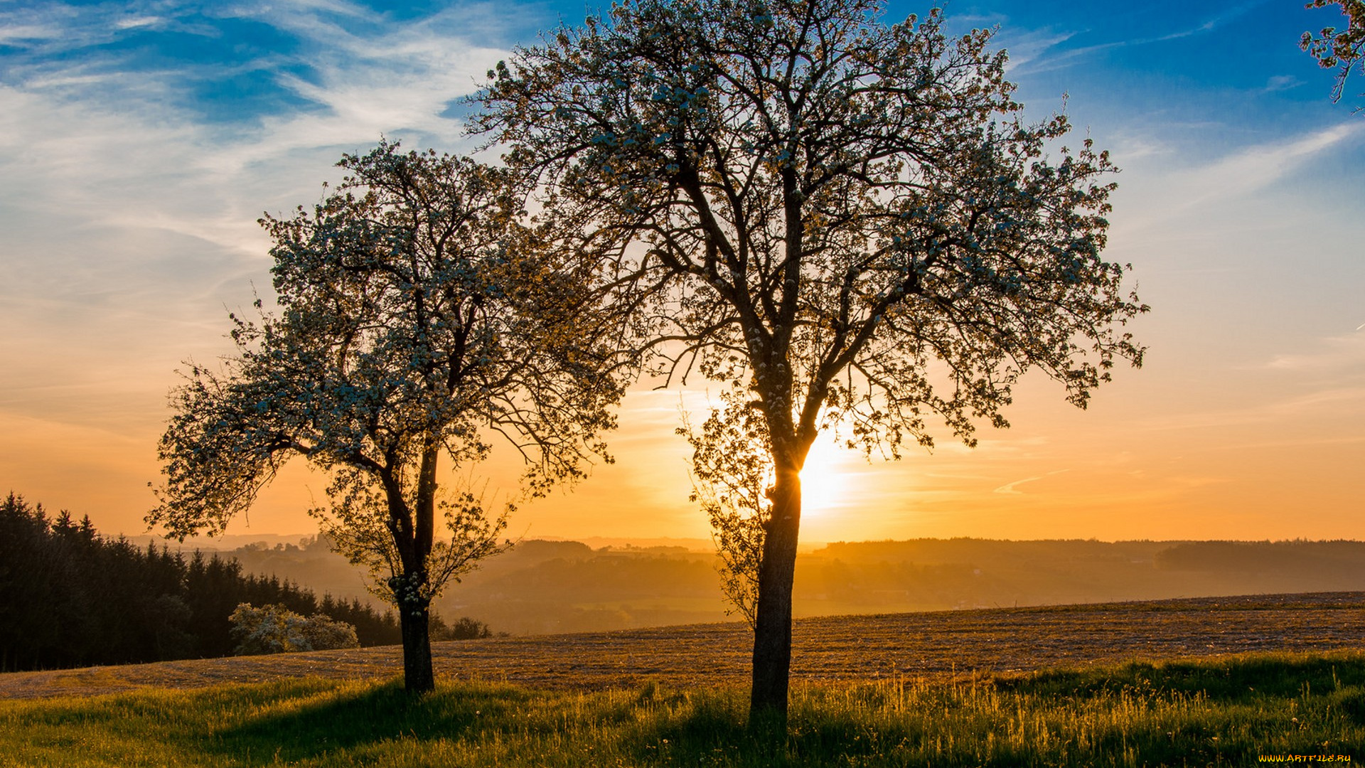 природа, деревья, простор