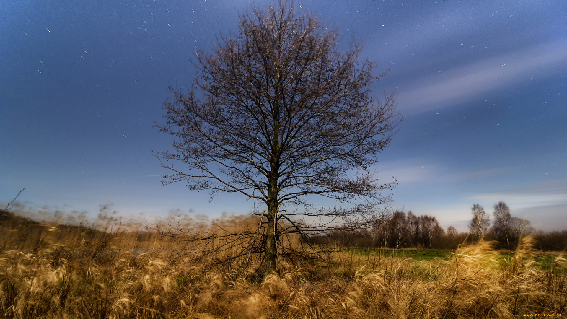 природа, деревья, простор