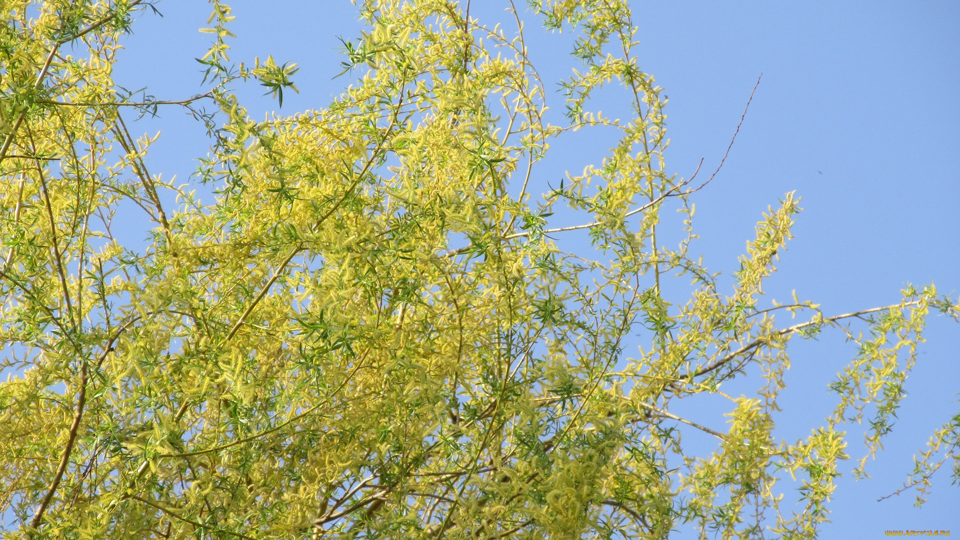 природа, деревья, весна, 2018