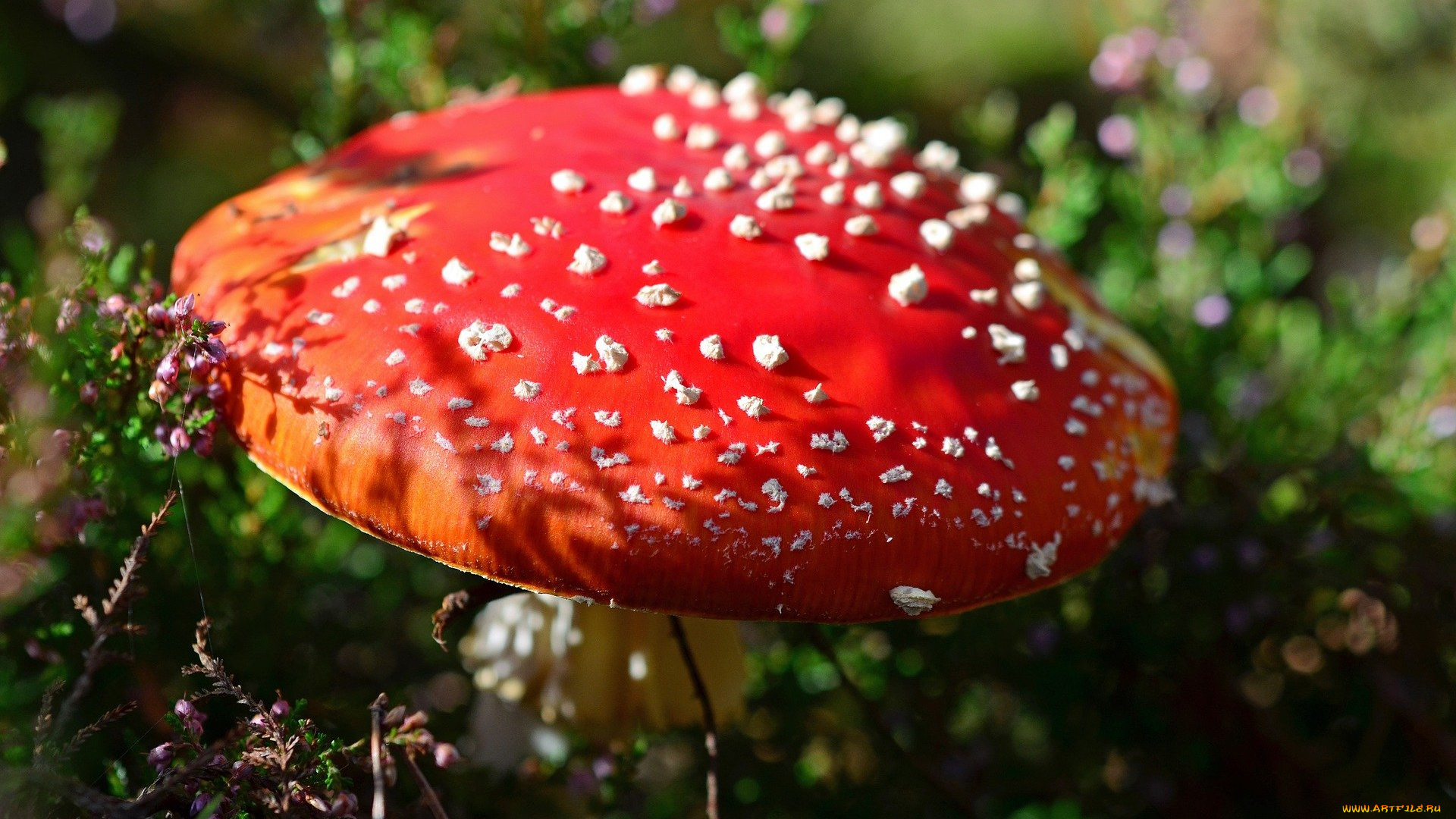 природа, грибы, , мухомор, шляпка