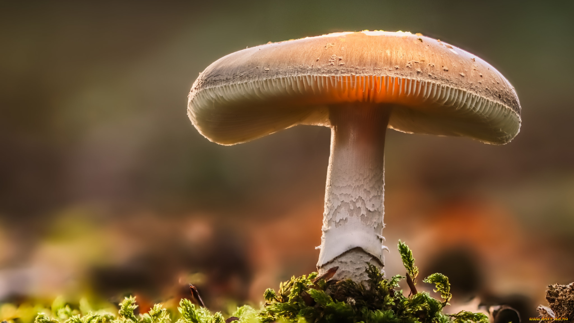 природа, грибы, боке, гриб, лес