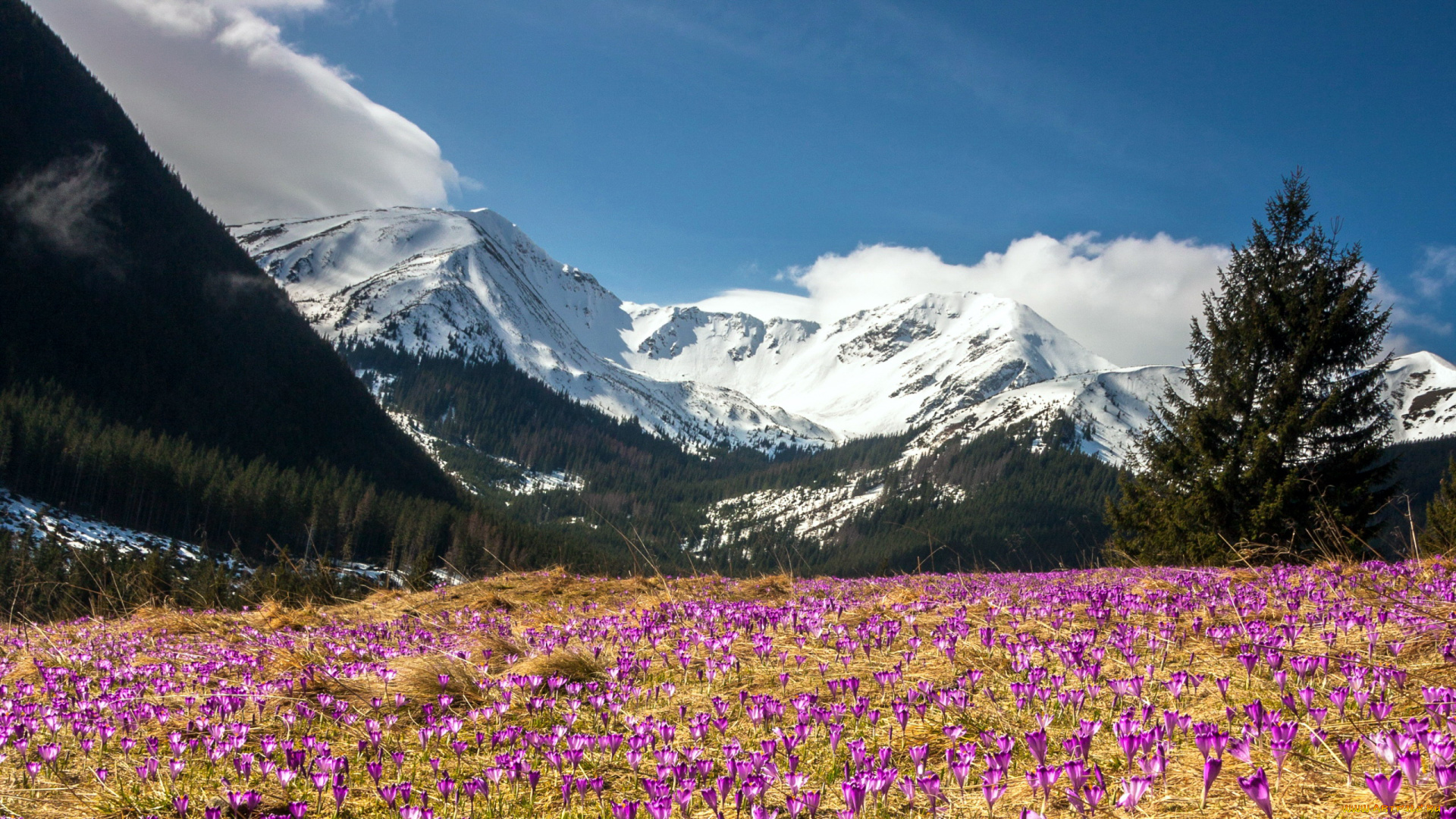 природа, луга, весна, крокусы