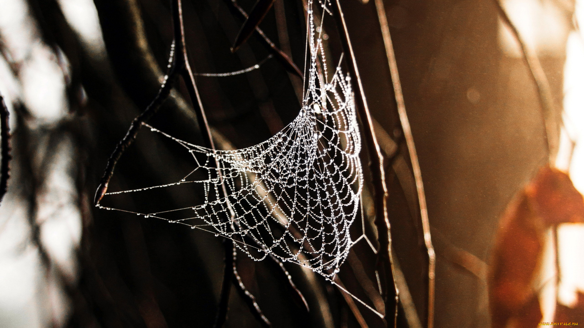 природа, макро, паутина