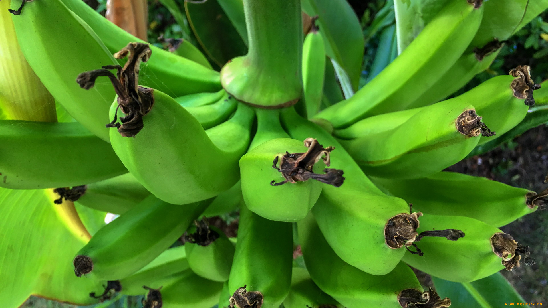 природа, плоды, бананы